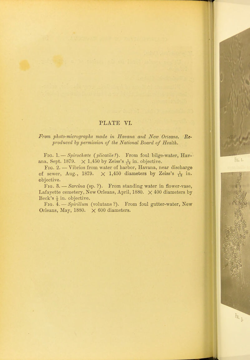 From photo-micrographs made in Havana and New Orleans. Re- produced by permission of the National Board of Health. Fig. 1. — Spirochcele (^pUcatilef). From foul bilge-water, Hav- ana, Sept. 1879. X 1,450 by Zeiss's -^-^ in. objective. Fig. 2. —Vibrios from water of harbor, Havana, near discharge of sewer, Aug., 1879. X 1,450 diameters by Zeiss's in. objective. Fig. 3. — Sarcina (sp. ?). From standing water in flower-vase, Lafayette cemeteiy, New Orleans, April, 1880. X 400 diameters by Beck's \ in. objective. Fig. 4. — Spirillum (volutans ?). From foul gutter-water, New Orleans, May, 1880. X 600 diameters.