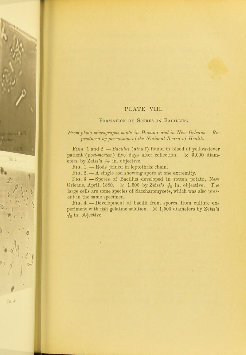 Formation of Spores in Bacillus. From plwto-micrographs made in Havana and in New Orleans. Re- produced by permission of the National Board of Health. Figs. 1 and 2. —Bacillus (ulna f) found in blood of yellow-fever patient (post-mortem) five days after collection. X 3,000 diam- eters by Zeiss's ^ in. objective. Fig. 1. —Rods joined in leptothrix chain. Fig. 2. — A single rod showing spore at one extremity. Fig. 3. — Spores of Bacillus developed in rotten potato, New Orleans, April, 1880. X 1,500 by Zeiss's -j^ in. objective. The large cells are some species of Saccharomycete, which was also pres- ent in the same specimen. Fig. 4. — Development of bacilli from spores, from culture ex- periment with fish gelatine solution. X 1,500 diameters by Zeiss's in. objective.