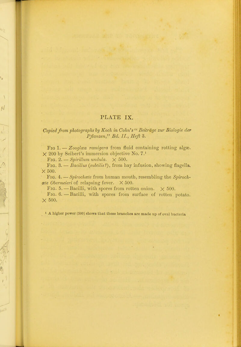 Copied from photographs by Koch in Cohri's  Beitrage zur Biologic der PJlanzen, Bd. II., Heft 3. Fig 1. — Zooglcea ramigera from fluid containing rotting algae. X 200 by Seibert's immersion objective No. 7.' Fig. 2. — Spirillum undula. X 500. Fig. 3. — Bacillus (subtilisf), from hay infusion, showing flageHa. X 500. Fig. 4. —Spirochcete from human mouth, resembling the Spiroch- ete Obermeieri of relapsing fever. X 500. Fig. 5.—Bacilli, with spores from rotten onion. X 500. Fig. 6.—Bacilli, with spores from surface of rotten potato. X 500. • A higher power (500) shows that these branches are made up of oval bacteria