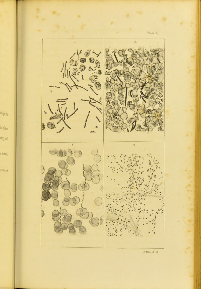 1. ll t % A ^ > 3. ' , P'', '-^ -'^ - i ';' / ' ' ; ' »• -' : or- A.Meisel,Iilli