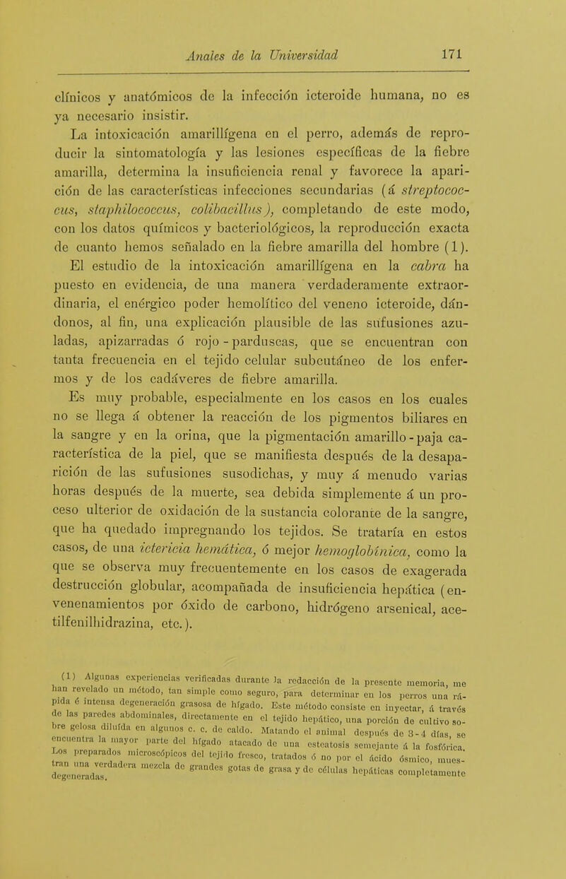 clínicos y auatómicos de la infeccida icteroide humana, no es ya necesario insistir. La intoxicación amarillígena en el perro, además de repro- ducir la sintomatología y las lesiones específicas de la fiebre amarilla, determina la insuficiencia renal y favorece la apari- ción de las características infecciones secundarias (á streptococ- eiis, síaphilococcus, colibacilbis), completando de este modo, con los datos químicos y bacteriológicos, la reproducción exacta de cuanto hemos señalado en la fiebre amarilla del hombre (1). El estudio de la intoxicación amarillígena en la cabirc ha puesto en evidencia, de una manera verdaderamente extraor- dinaria, el enérgico poder hemolítico del veneno icteroide, dán- donos, al fin, una explicación plausible de las sufusiones azu- ladas, apizarradas ó rojo - parduscas, que se encuentran con tanta frecuencia en el tejido celular subcutáneo de los enfer- mos y de los cadáveres de fiebre amarilla. Es muy probable, especialmente en los casos en los cuales no se llega á obtener la reacción de los pigmentos biliares en la sangre y en la orina, que la pigmentación amarillo-paja ca- racterística de la piel, que se manifiesta después de la desapa- rición de las sufusiones susodichas, y muy á menudo varias horas después de la muerte, sea debida simplemente á un pro- ceso ulterior de oxidación de la sustancia colorante de la sanare, que ha quedado impregnando los tejidos. Se trataría en estos casos, de una ictericia hemática, ó mejor liemoglobínica, como la que se observa muy frecuentemente en los casos de exagerada destrucción globular, acompañada de insuficiencia hepática (en- venenamientos por óxido de carbono, hidrógeno arsenical, ace- tilfenilhidrazina, etc.). (1) A ganas cxpcrionci.is verificadas durante )a rodaeción de la presente memoria, me han revelado un método, tan siniple como seguro, para determinar en los perros una r.1- pida é >ntensa degeneración grasosa de hfgado. Este mdtodo consisto en inyectar, á travds de las paredes abdominales, directamente en el tejido hepdtico, una porción de cultivo so- bre gelosa diluida en algunos c. c. de caldo. Matando ol nnin.al después de 3-4 días se encuentra la mayor parte del hígado atacado de una csteatosis semejante á la fosfórica Los preparados nucroscópicos del tejido fresco, tratados 6 no por el dcido dsmieo, mues- tlZjT '^ '° comple amenté