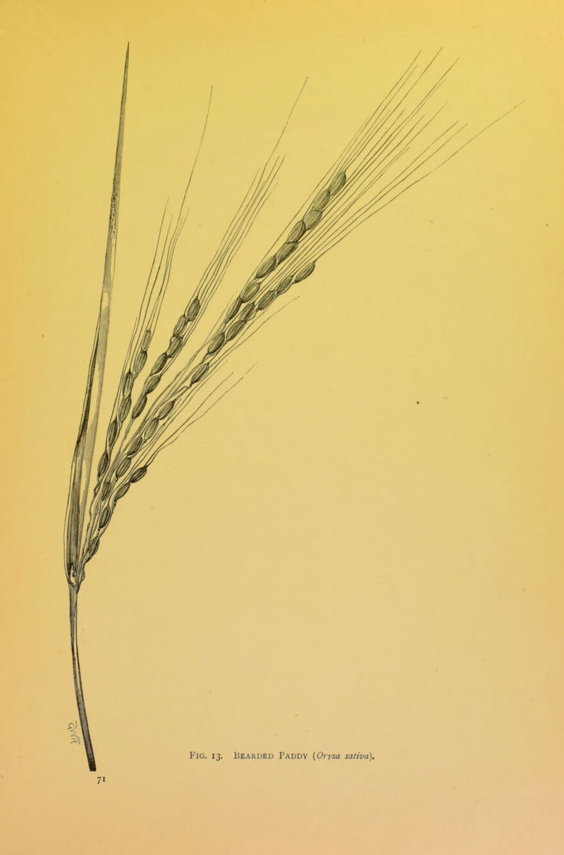 Fig. 13. Bearded Paddy (Oryza saiiva).