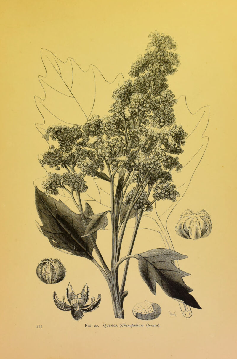 Fig 20. QuiNOA {Chcnopodium Quinoa),