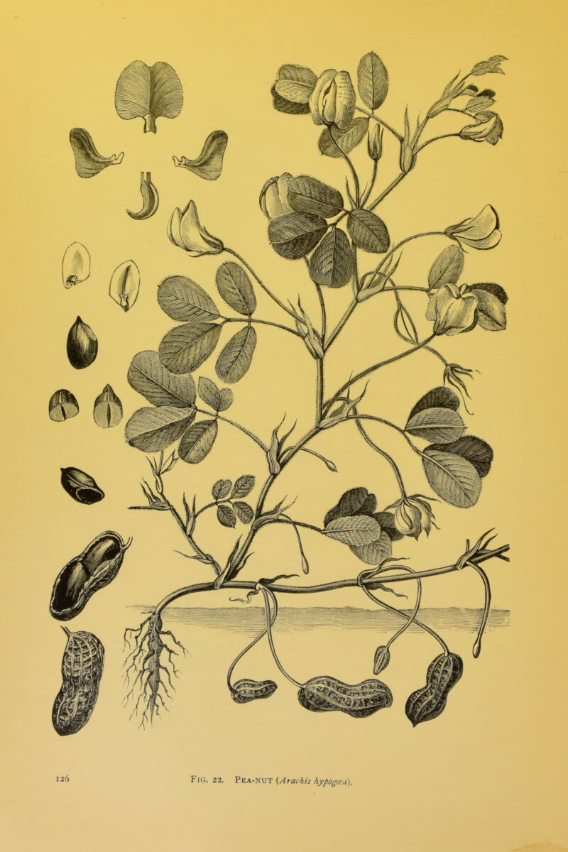 Fig. 22. Pea-nut (Arachis hypog(tii).