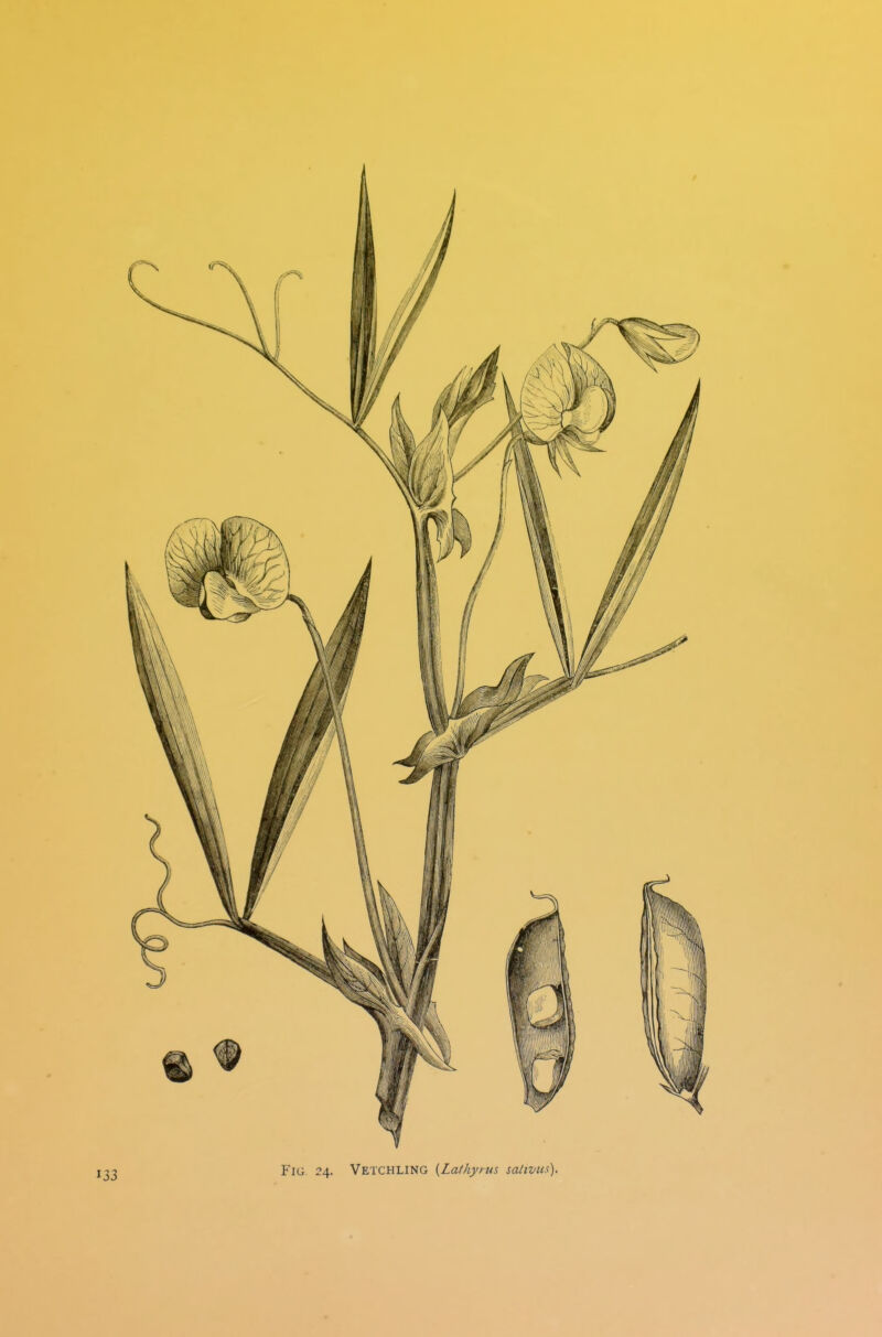 Fig 24. Vetchling {Lafhyms saltvus).