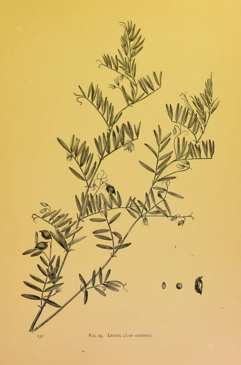 J37 FiG. 25. Lentil {Lens esculcnU).