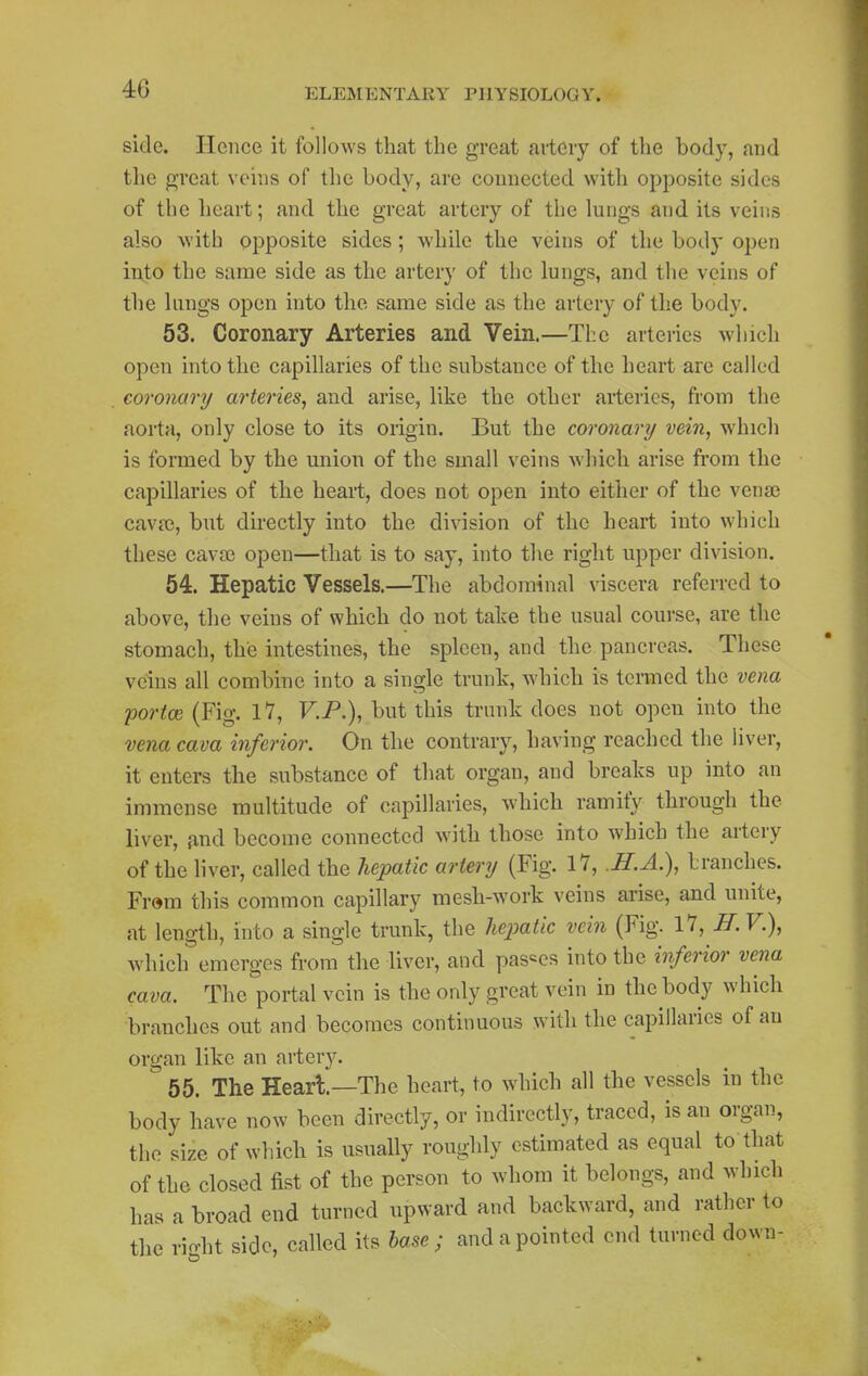 side. Hence it follows that the great artery of the body, and the great veins of the body, are connected with opposite sides of the heart; and the great artery of the lungs and its veins also with opposite sides; while the veins of the body open into the same side as the artery of the lungs, and the veins of the hings open into the same side as the artery of the body. 53. Coronary Arteries and Vein.—The arteries which open into the capillaries of the substance of the heart are called coronary arteries, and arise, like the other arteries, from the aorta, only close to its origin. But the coronary vein, which is formed by the union of the small veins which arise from the capillaries of the heart, does not open into either of the vena? cava}, but directly into the division of the heart into which these cavse open—that is to say, into the right upper division. 54. Hepatic Vessels.—^The abdominal viscera referred to above, tlie veins of which do not take the usual course, are the stomach, the intestines, the spleen, and the pancreas. These veins all combine into a single trunk, which is tenned the vena portoe (Fig. IV, V.P.), but this trunk does not open into the vena cava inferior. On the contrary, having reached the liver, it enters the substance of that organ, and breaks up into an immense multitude of capillaries, which ramify through the liver, find become connected with those into which the artery of the liver, called the heijatic artery (Fig. 17, .H.A.), Iranches. Frem this common capillary mesh-work veins arise, and unite, at length, into a single trunk, the hepatic vein (Fig. 11, H. V.), which emerges from the liver, and passes into the inferior vena cava. The portal vein is the only great vein in the body which branches out and becomes continuous with the capillaries of an organ like an artery. 55. The Heart.—The heart, to which all the vessels in the body have now been directly, or indirectly, traced, is an organ, the size of which is usually roughly estimated as equal to that of the closed fist of the person to whom it belongs, and which has a broad end turned upward and backward, and rather to the right side, called its base; and a pointed end turned down-