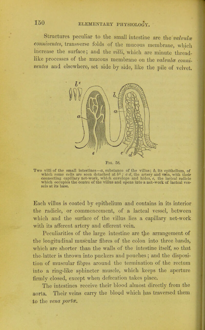 Structures peculiar to the small intestine arc tlic valvulce conniventes, transverse folds of the mucous membrane, which increase the surface; and the villi^ which are minute thread- like processes of the mucous membrane on the valvulce conni- ventes and elsewhere, set side by side, like the pile of velvet. Pig. 58. Two villi of the small intestines—a, substance of the villus; 5, its epithelium, of which some cells are seen detached at ; c d, the artery and vein, with their connecting capillary net-work, which envelops and hides, e, the lacteal radicle ■which occupies the centre of the villus and opens into a net-work of lacteal ves- sels at its base. Each villus is coated by epithelium and contains in its interior the radicle, or commencement, of a lacteal vessel, between which and the surface of the villus lies a capillary net-work with its afferent artery and efferent vein. Peculiarities of the large intestine are tjie arrangement of the longitudinal muscular fibres of the colon into three bands, which are shorter than the walls of the intestine itself, so that the-latter is thrown into puckers and pouches ; and the disposi- tion of muscular fibres around the termination of the rectum into a ring-like sphincter muscle, which keeps the aperture firmly closed, except when defecation takes place. The intestines receive their blood almost directly from the aorta. Their veins carry the blood which has traversed them to the vena portce.