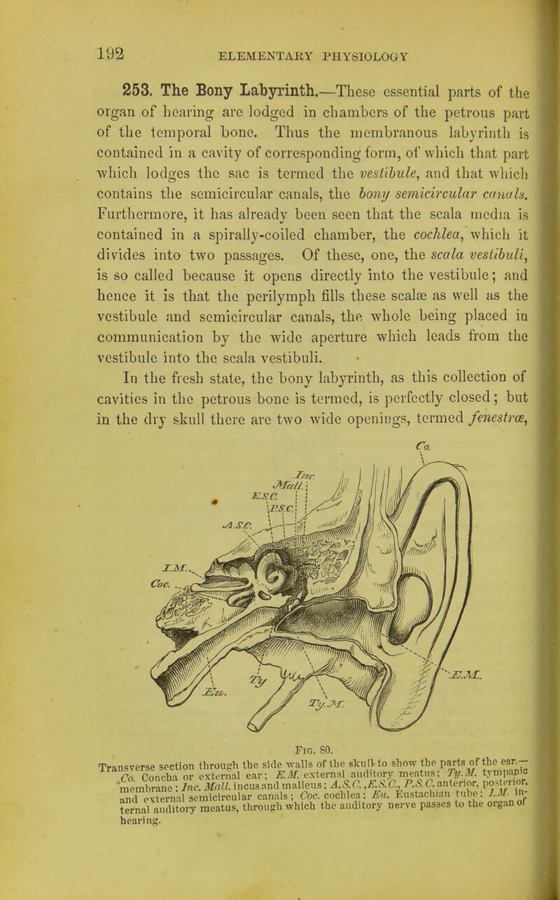 253. The Bony Labyrinth.—These essential parts of the organ of hearing arc lodged in chambers of the petrous part of the temporal bone. Thus the membranous labyrinth is contained in a cavity of corresponding form, of which that part which lodges the sac is termed the vestibule, and that which contains the semicircular canals, the boiif/ semicircular canuh. Furthermore, it has already been seen that the scala media is contained in a spirally-coiled chamber, the cochlea, which it divides into two passages. Of these, one, the scala vesiibuli, is so called because it opens directly into the vestibule; and hence it is that the perilymph fills these scalse as well as the vestibule and semicircular canals, the whole being placed in communication by the wide aperture which leads from the vestibule into the scala vestibuli. In the fresh state, the bony labyrintb, as this collection of cavities in the petrous bone is termed, is perfectly closed; but in the dry skull there are two wide openings, termed fenestrce, Co. ■Tnc. MaU.; //// E.S.C. i ! Ji-i '•J?.S.C\ •JS.M.. Fig. so. Transverse section tbroueh the side walls of tbe sknlVto show the parts of the ear- Transverse seen on u g^^ ^^^^^^^1 t.vmpnnic membrane : Inc. Mall, incus and malleus; A S C. ,F.S.C.,P.S.C.ririiopor, pos enon ^d external semicircular canals; Ooc. cochlea: Eu. Eustachian tube; /.J/, in- ternal auditory meatus, througch which the auditory nerve passes to the organ of hearing.