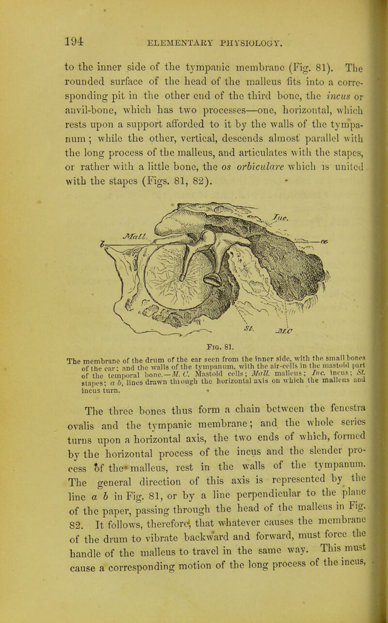 to the inner side of the tympanic memhmne (Fig. 81). The rounded surface of the head of the malleus fits into a corre- sponding pit in the other end of the third bone, the incus or anvil-bone, which has two processes—one, horizontal, which rests upon a support afforded to it by the walls of the tympa- num ; while the other, vertical, descends almost parallel with the long process of the malleus, and articulates with the stapes, or rather with a little bone, the os orbiculare which is united with the stapes (Figs. 81, 82). Fig. 81. The membrane of the drum of the ear seen from the inner side, with the small bones of the ear- and the walls of the tympanum, with the air-colls in the mnstoKl part of the temporal bone. —t'. Mastoid cells; jHoll. malleus; Inc. incus; &t. staiK's; n b, lines drawn thiough the horizontal axis on which the malleus and incus turn. Tlie three bones thus form a chain between the fenestra ovalis and the tympanic membrane; and the whole series turns upon a horizontal axis, the two ends of which, formed by the horizontal process of the incus and the slender pro- cess ?)f the* malleus, rest in the walls of the tympanum. The general direction of this axis is represented by the line a b in Fig. 81, or by a line perpendicular to the plane of the paper, passing through the head of the malleus in Fig. 82. It follows, therefore', that whatever causes the membrane of the di'um to vibrate bactward and forward, must force the handle of the malleus to travel in the same way. This must cause a corresponding motion of the long process of the mens,