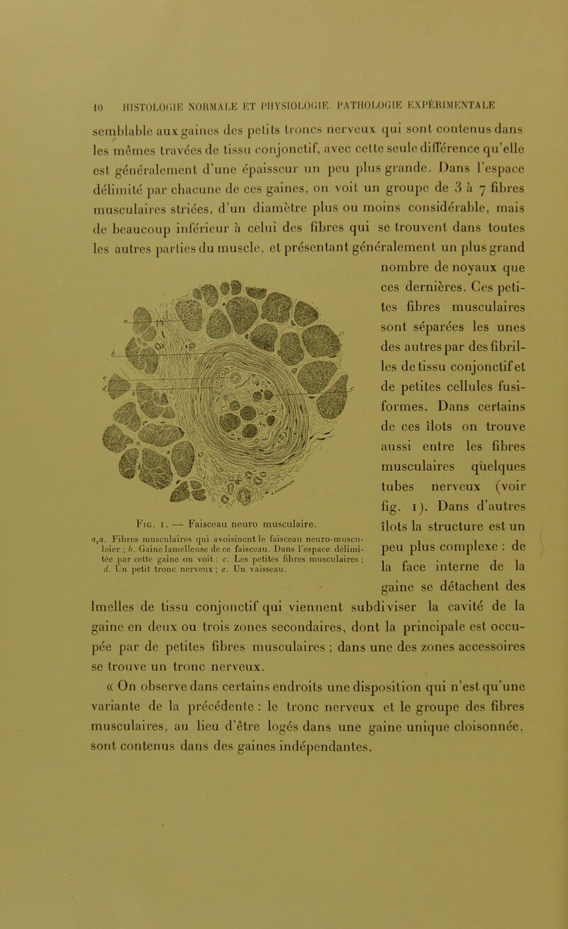 semblable aux -aines des petits troncs nerveux (|ui sont contenus dans les mêmes travées de tissu conjonctif, avec cette seule différence qu'elle est généralement d'une épaisseur un peu plus grande. Dans l'espace délimité par chacune de ces gaines, on voit un groupe de 3 à 7 fibres musculaires striées, d'un diamètre plus ou moins considérable, mais de beaucoup inférieur à celui des fibres qui se trouvent dans toutes le- autres parties du muscle, et présentant généralement un plus grand nombre de noyaux que ces dernières. Ces peti- tes fibres musculaires sont séparées les unes des autres par des fibril- les de tissu conjonctif et de petites cellules fusi- formes. Dans certains de ces îlots on trouve aussi entre les fibres musculaires quelques tubes nerveux (voir fig. 1). Dans d'autres îlots la structure est un peu plus complexe : de la face interne de la gaine se détachent des lmelles de tissu conjonctif qui viennent subdiviser la cavité de la gaine en deux ou trois zones secondaires, dont la principale est occu- pée par de petites fibres musculaires ; dans une des zones accessoires se trouve un tronc nerveux. « On observe dans certains endroits une disposition qui n'est qu'une variante de la précédente : le tronc nerveux et le groupe des fibres musculaires, au lieu d'être logés dans une gaine unique cloisonnée, sont contenus dans des gaines indépendantes. Fie. 1. — Faisceau ncuro musculaire. a. Fibres musculaires qui avoisinent le faisceau neuro-muscu- laier ; b. Gaine lamelleuse de ce faisceau. Dans l'espace délimi- tée par cette gaine on voit : c. Les petites fibres musculaires ; d. Un petit tronc nerveux; e. Un vaisseau.