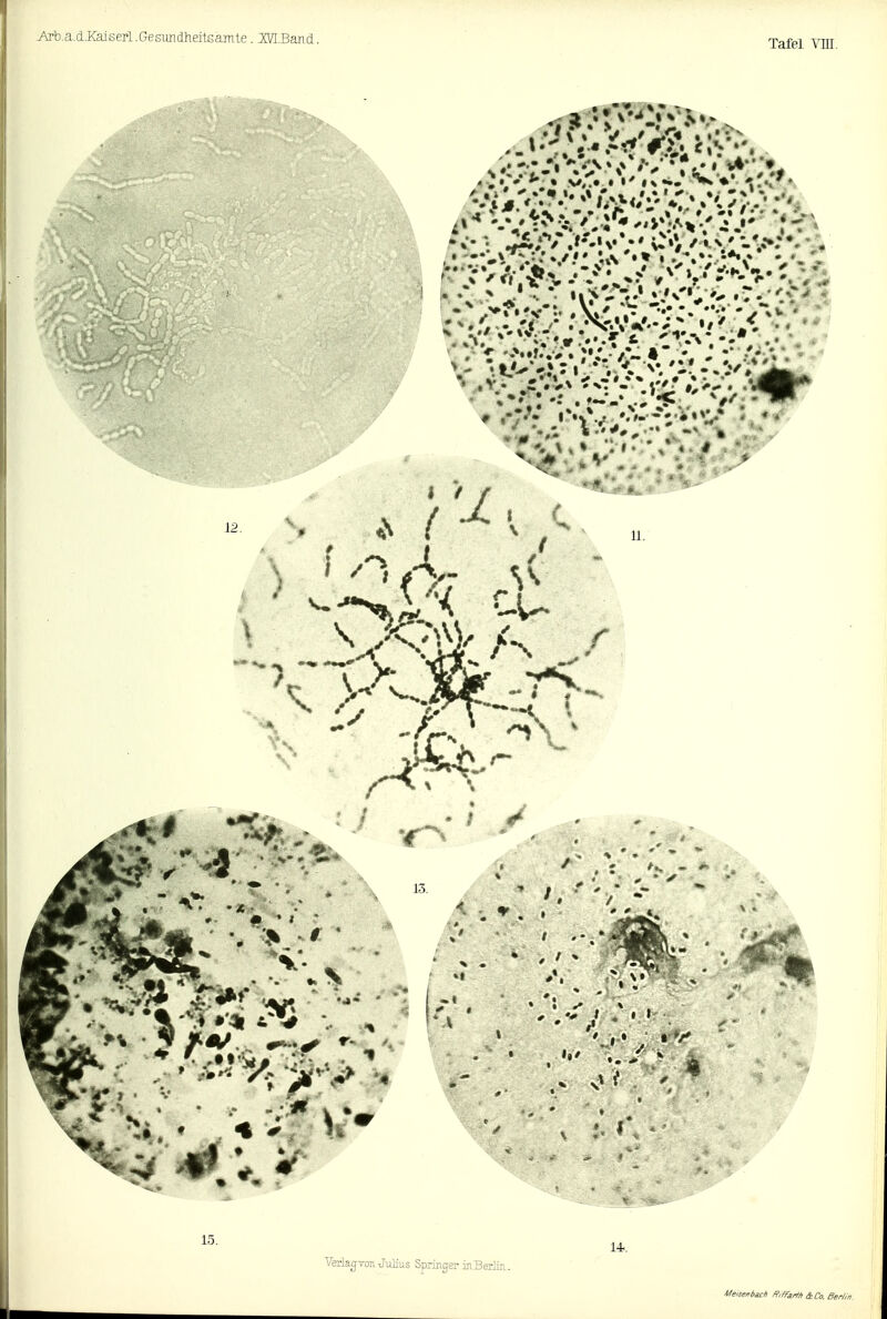 Arb.a.d.Kaiserl.Gesimdheitsamte. IMBanä. Tafel Vin. 12. ) ^ /y ' 15. Verlag-TOTL Julius Springer in Berlin. 14. Meisenbach Riffartli &Co. Ber/,n