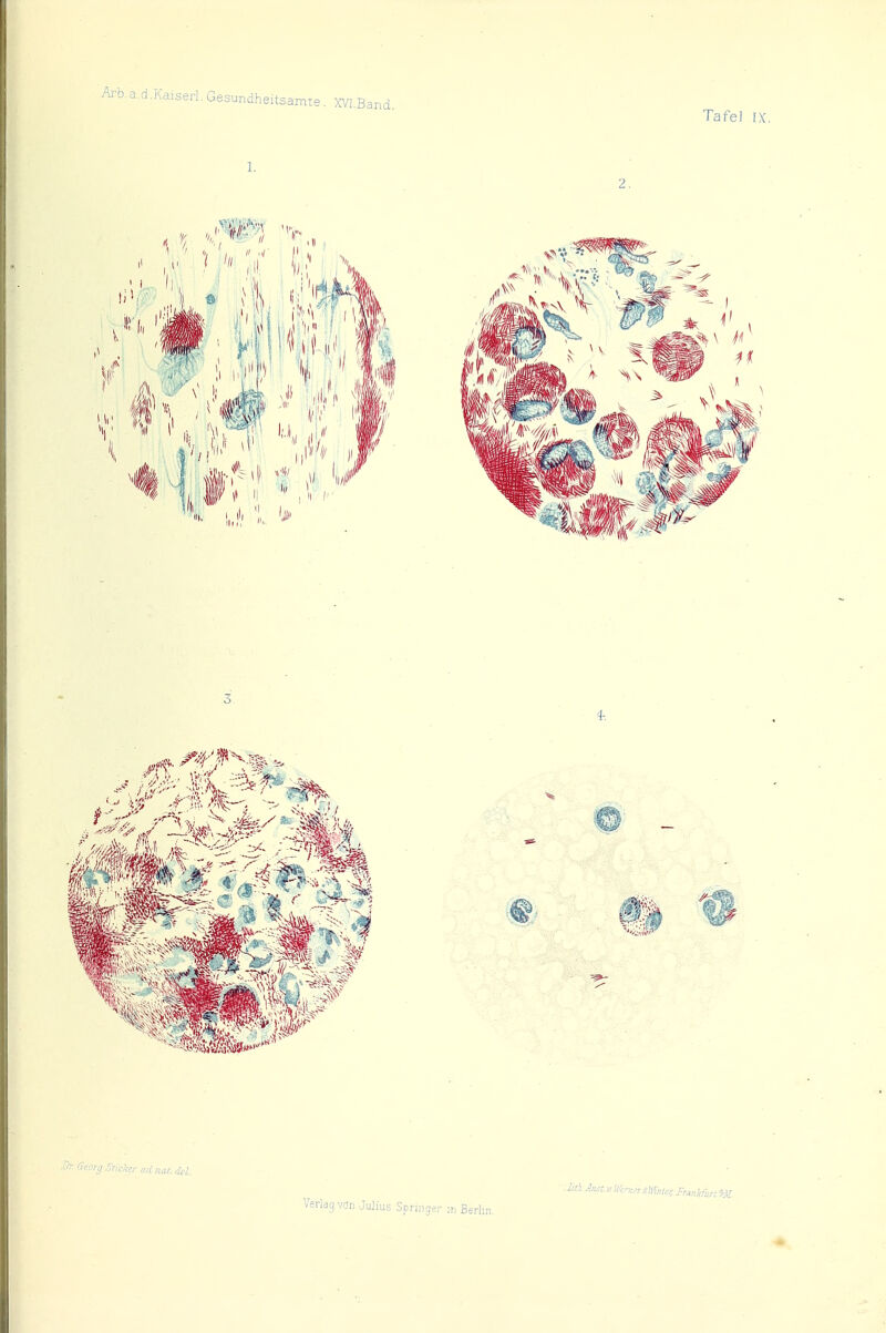 .Kaiserl. Gesundheitsamte. XVI.Band. Tafel ''-org Stuker ad IIa/, d^l. Verlag vön Julius Springer m Berti;
