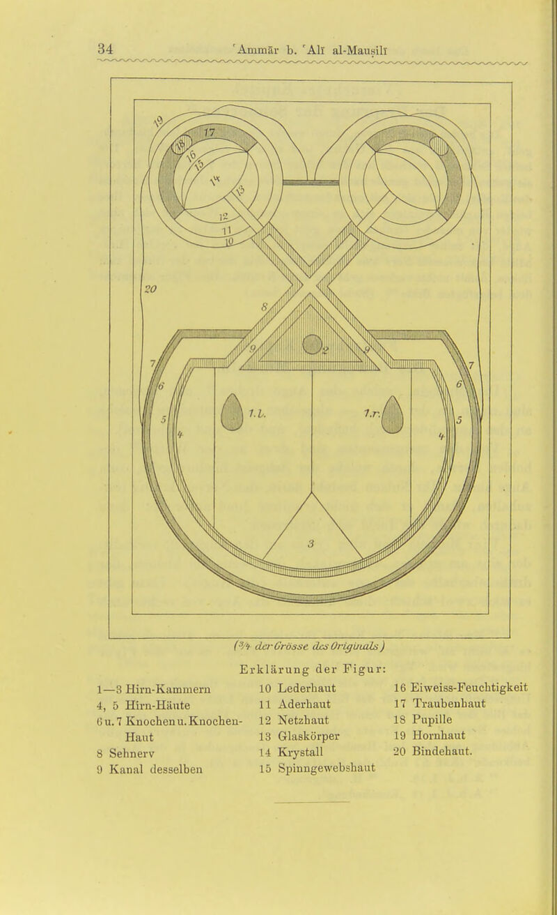 (^/^ da-Grösse äasOrigiiioLs) Erklärung der Figur: 1—3 Hirn-Kammern 10 Lederhaut 16 Eiweiss-Feuchtigkeit 4, 5 Hirn-Häute 11 Aderhaut 17 Traubenhaut Ou. 7 Knochen U.Knochen- 12 Netzhaut 18 Pupille Haut 13 Glaskörper 19 Hornhaut 8 Sehnerv 14 Krystall 20 Bindehaut. 9 Kanal desselben 15 Spinngewebshaut