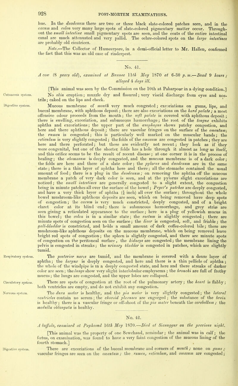 hue. In the duodenum there are two or three black slate-colored patches seen, arid in the caecum and colon very many large spots of slate-colored pigmentary matter occur. Through- out the small intestine small pigmentary spots are seen, and the coats of the entire intestinal canal are much attenuated and very pallid. The ochre-colored spots on the large intestines are probably old cicatrices. Note.—The Collector of Humeerpore, in a demi-official letter to Mr. Hallen, confirmed the fact that this was an old case of rinderpest. No. 41. A cow (8 years old), examined at Bunnee Wth May 1870 at 6-30 p.m.—-Bead 9 hours; alleged 4 days ill. [This animal was seen by the Commission on the 10th at Paharpoor in a dying condition.] Cutaneous system. No sJcin eruption; muzzle dry and fissured; very viscid discharge from eyes and nos- trils ; caked on the lips and cheek. Digestive system. Mucous membrane of mouth very much congested; excoriations on gums, lips, and buccal membrane, with aphthous deposit; there are also excoriations on the hard palate ; a most offensive odour proceeds from the mouth; the soft palate is covered with aphthous deposit; there is swelling, excoriation, and submucous haemorrhage; the root of the tongue exhibits aphtha and excoriations; the upper part of the oesophagus shows patchy congestion, and here and there aphthous deposit; there are vascular fringes on the surface of the omentum; the rumen is congested; this is particularly well marked on the muscular bands; the reticulum is very slightly congested; the folds of the omasum are congested in patches ; they are here and there perforated; but these are evidently not recent; they look as if they were congenital, but one of the shorter folds has a hole through it almost as long as itself, and this orifice seems to be the result of recent disease; at one corner it is in the process of healing; the abomasum is deeply congested, and the mucous membrane is of a dark color; the folds are here and there of a slate color; the pylorus and duodenum are in the same state; there is a thin layer of aphtha here and there; all the stomachs contained the usual amount of food; there is a plug in the duodenum; on removing the aphtha off the mucous membrane a patch of very dark color is seen, and at the pylorus slight excoriations are noticed; the small intestines are generally congested to a slight extent, the congestion being in minute patches all over the surface of the bowel; Beyer's patches are deeply congested, and have a very thick layer of aphtha (J inch) all over the surface; throughout the whole bowel mushroom-like aphthous deposits are seen, which on being removed have deep spots of congestion; the ccecum is very much constricted, deeply congested, and of a bright claret color at its blind end; there is submucous haemorrhage, and grey striae are seen giving a reticulated appearance to the surface; here is a plug of yellowish mucus in this bowel; the colon is in a similar state; the rectum is slightly congested; there are minute spots of congestion seen on the surface; the liver is congested, soft, and friable; the gall-bladder is constricted, and holds a small amount of dark coffee-colored bile; there are mushroom-lilie aphthous deposits on the mucous membrane, which on being removed leave bright red spots of congestion; the spleen is slightly congested, and there are minute spots of congestion on the peritoneal surface, the kidneys are congested; the membrane lining the pelvis is congested in streaks; the urinary bladder is congested in patches, which are slightly tumid. Respiratory system. The posterior nares are tumid, and the membrane is covered with a dense layer of aphtha; the larynx is deeply congested, and here and there is a thin pellicle of aphtha ; the whole of the windpipe is m a deeply congested state, and here and there streaks of darker color are seen; the lungs show very slight interlobular emphysema ; the bronchi are full of frothy mucus; the lungs are congested, and the upper lobes are collapsed. Circulatory system. There are spots of congestion at the root of the pulmonary artery; the heart is flabby; both ventricles are empty, and do not exhibit any congestion. Nervous system. The dura mater is healthy, and the pia mater is very slightly congested; the lateral ventricles contain no serum; the choroid plexuses are engorged; the substance of the brain is healthy; there is a vascular fringe or off-shoot of the pia mater beneath the cerebellum ; the medulla oblongata is healthy. No. 4^. A buffalo, examined at Baphoond 16th May 1870.—Bied at Sianuggur on the previous night. [This animal was the property of one Sewchaud, zemindar; the animal was in calf; the foetus, on examination, was found to have a very faint congestion of the mucous lining of the fourth stomach.] Digestive system. There are excoriations of the buccal membrane and corners of month; none on gums ; vascular fringes are seen on the omentum; the rumen, reticulum, and omasum are congested;