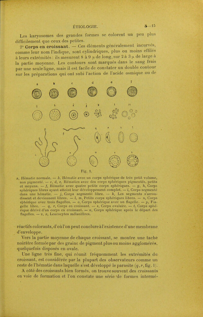 Les karyosomes des grandes formes se colorent un peu plus difficilenienl que ceux des pcLiles. '2° Corps en croissant. — Ces éléments généralement incurvés, comme leur nom l'indique, sont cylindriques, plus ou moins effilés à leurs extrémités : ils mesurent 8 à 9 de long, sur 2 à 3 [x de large à la partie moyenne. Les contours sont marqués dans le sang frais par une seule ligne, mais il est facile de constater un double contour sur les préparations qui ont subi l'action de l'acide osmique ou de Fig. 1. a, Hématie normale. — b. Hématie avec un corps spliérique de très petit volume, non pigmenté. — c, d, e, Hématies avec des corps sphéi'iques pigmentés, petits et moyens. — /, Hématie avec quatre petits corps sphériques. — ff, h, Corps sphériques libres ayant atteint leur développement complet. — i, Corps segmenté dans une hématie. — j, Corps segmenté libre. — k, Les segments s'arron- dissent et deviennent libres. — l, m, Petits corps sphériques libres. — n, Corps sjjhérique avec trois flagelles. — o, Corps sphérique avec un flagelle. — p, Fla- gelle libre. — q, r, Corps en croissant. — s, Corps ovalaire. — i, Corps sphé- rique dérivé d'un corps en croissant. — «, Corps sphérique après le départ des flagelles. — v, x, Leucocytes mélanifères. réactifs colorants, d'où l'on peut conclure à l'existence d'une membrane d'enveloppe. Vers la partie moyenne de chaque croissant, se montre une tache noirâtre formée par des grains de pigment plus ou moins agglomérés, quelquefois disposés en ovale. Une ligne très fine, qui réunit fréquemment les extrémités du croissant, est considérée par la plupart des observateurs comme un reste de l'hématie dans laquelle s'est développé le parasite (7, /•, fig. 1 ). A côté des croissants bien formés, on trouve souvent des croissants en voie de formation et l'on constate une série de formes intermé-