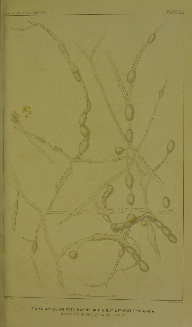 FIG.XX. MYCELIUM WITH MACROCONIDIA BUT WITHOUT SPORANGIA DEVELOPED IN CHOLERAIC DISr.MARf.r