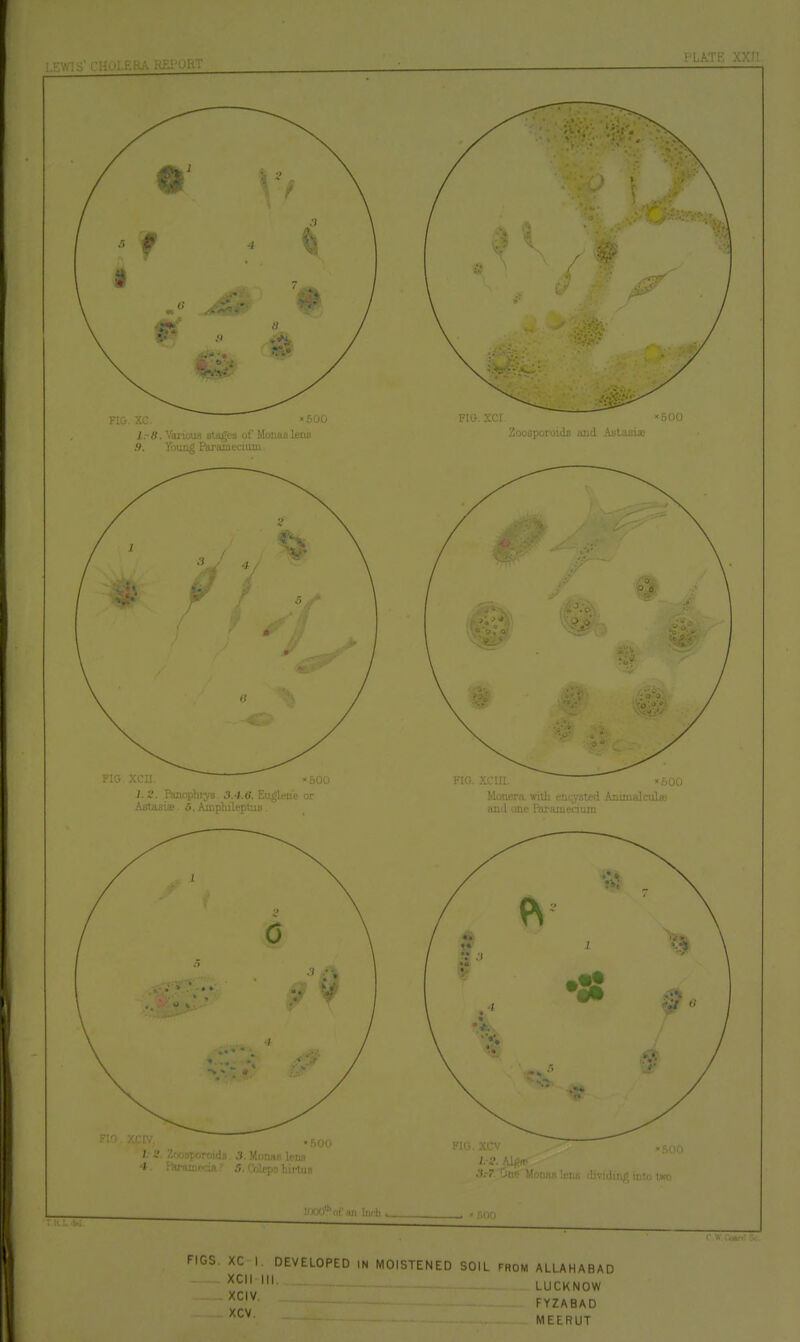 LEWIS' CU^^Ll-.fLtV liiA vb. T'LATE XX!! FIGS. XC I DEVELOPED IN MOISTENED SOIL from ALLAHABAD LUCKNOW '^^'^ FYZABAD '^^^ MEERUT