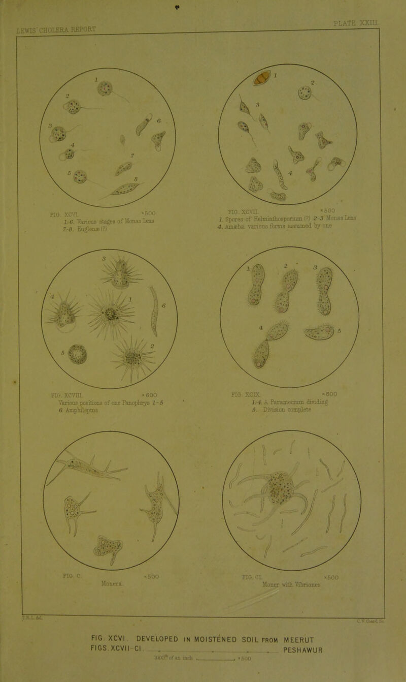 ■ MOV! IrS. Vaonous sta|e8 of Mnnas Lens T.-8. Eu^lena'?i I'LATE XXIU :.'-r with Vibrioui'3 FIG. XCVI DEVELOPED IN MOISTENED SOIL FROM MEERUT FIGS.XCVII CI PESHAWUR