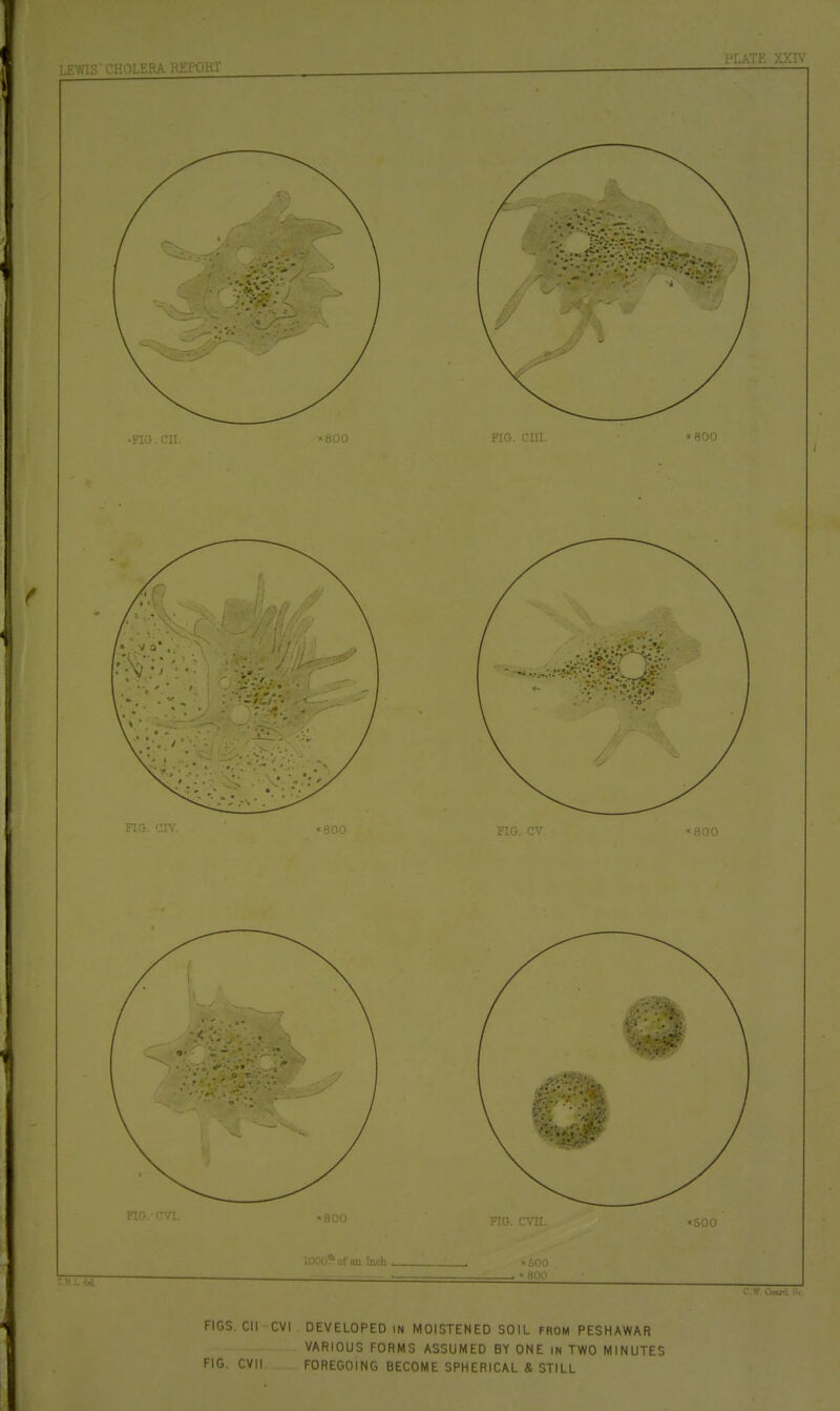 FIGS. Cll CVI DEVELOPED IN MOISTENED SOIL FROM PESHAWAR VARIOUS FORMS ASSUMED BY ONE in TWO MINUTES FIG. evil FOREGOING BECOME SPHERICAL & STILL