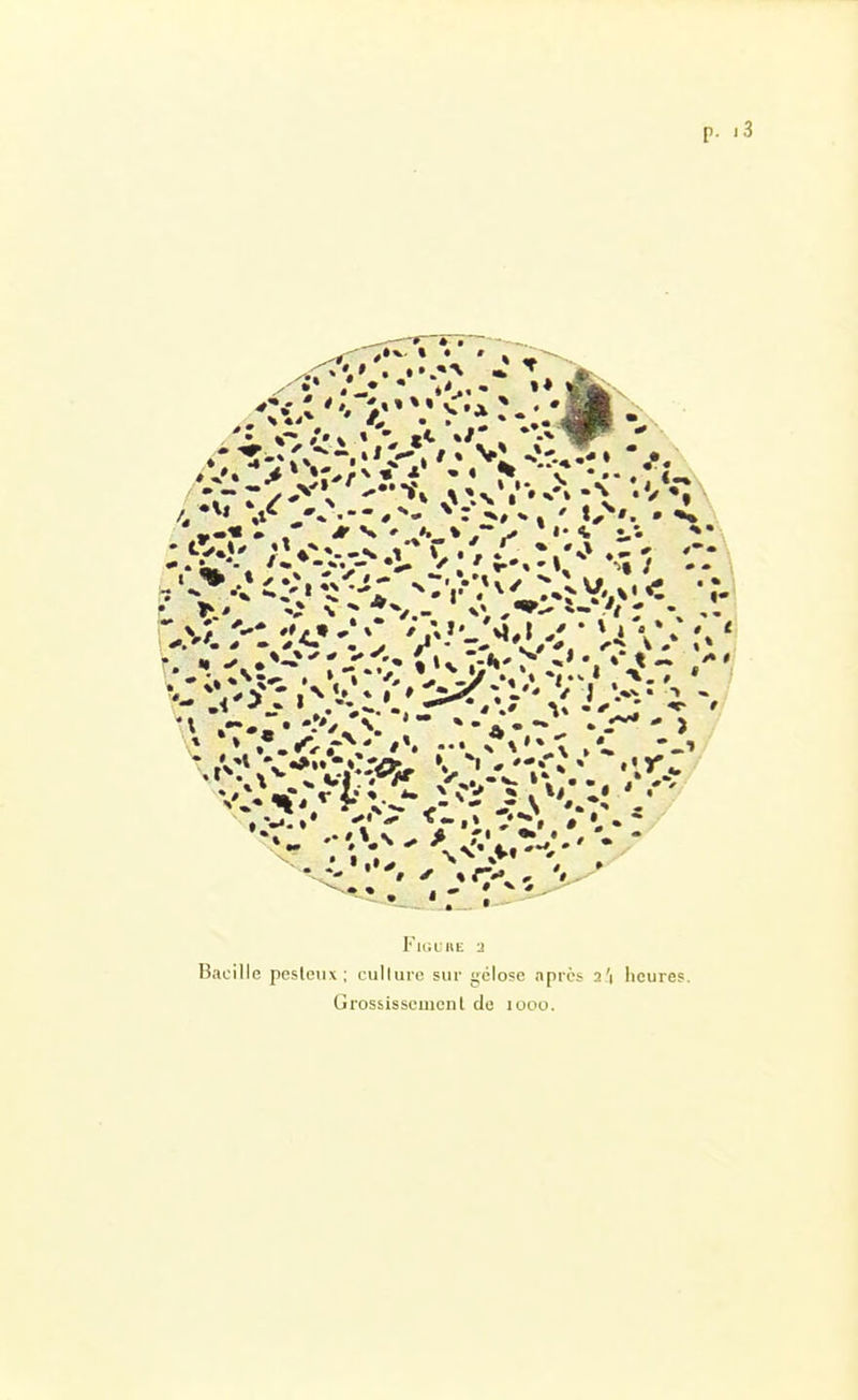 p. 13 FiGuiiE a Bacille pesleiix; culture sur gélose après a'l heures. Grossissouienl de looo.