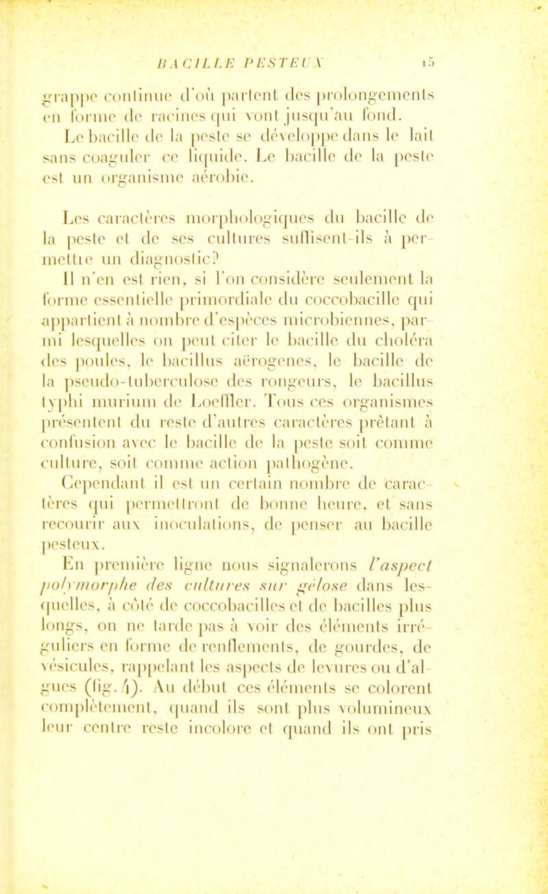 HA CILI.E PESTEI X \'> ^rappo coiilimu^ ilHii [)ai lonl, iles [)rolong'emcnls on I'onnc do nu-incs(|iii voiil jiisqirau fond. Lebacdlo do la poslo so d(''volo[)[)c dans lo laiL ï^ans coagulor co Ikpiide. Le bacille de la pesle osl un (irganisnio aérobic. Les caraclcics nioipboloyiqucs du bacille de la peste et de ses cultures sullisent-ils à per- niettic un diagnostic? 11 n'en est rien, si l'on considère seulement la l'orme essentielle primordiale du coccobacillc qui appartient à nombre d'espèces microbiennes, par- mi lesquelles on peut citer le bacille du cbolcra des poules, lo bacillus aerogenes, le bacille de la pseudo-tuberculose des longeurs, le bacillus lypbi murium do J^oofllor. Tous ces organismes présenteni du reste d'autres caractères prêtant à confusion avec le bacille do la peste soit comme culture, soit connue action palhogone. Cependant il est un certain nombre de carac lères qui permoilntnl de bonne liouro. et sans recourir au\ indculaiions, de penser au bacille |)esfeu\. En promièi-o ligne nous signalerons l'aspect polymorphe des cultures sur gélose dans les- quelles, à coté do coccobacillos et de bacilles plus longs, on ne larde pas à voir des élémenis irré guliers ou forme de renflements, de gourdes, de \ésiculos, rappelant les aspects de levures ou d'al gues (lig. /i). Au début ces élémenis se colorent complètement, quand ils sont plus volumineux leur contre resie incolore et quand ils ont pris