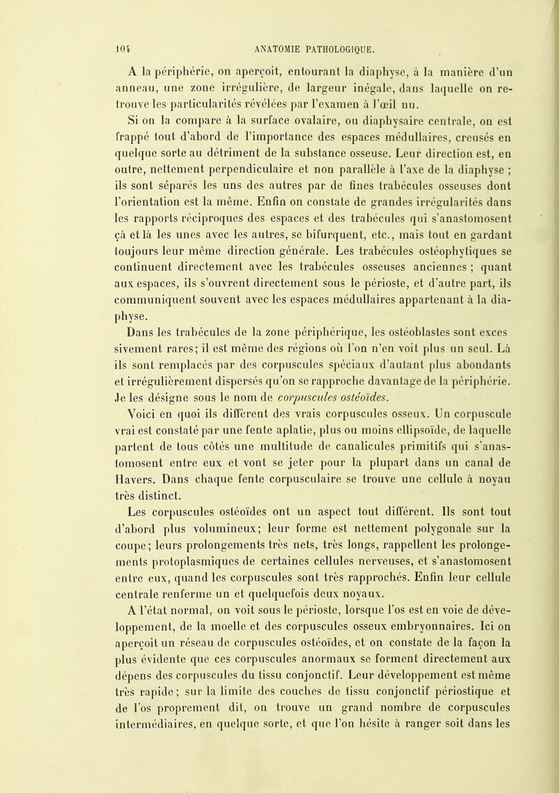 A la périphérie, on aperçoit, entourant la diaphysc, à la manière d'un anneau, une zone irrégulière, de largeur inégale, dans laquelle on re- trouve les particularilés révélées par l'examen à l'œil nu. Si on la compare à la surface ovalaire, ou diaphysaire centrale, on est frappé tout d'abord de l'importance des espaces médullaires, creusés en quelque sorte au détriment de la substance osseuse. Leur direction est, en outre, nettement perpendiculaire et non parallèle à l'axe de la diaphyse ; ils sont séparés les uns des autres par de fines trabécules osseuses dont l'orientation est la même. Enfin on constate de grandes irrégularités dans les rapports réciproques des espaces et des trabécules qui s'anastomosent çà et là les unes avec les autres, se bifurquent, etc., mais tout en gardant toujours leur même direction générale. Les trabécules ostéophytiques se continuent directement avec les trabécules osseuses anciennes ; quant aux espaces, ils s'ouvrent directement sous le périoste, et d'autre part, ils communiquent souvent avec les espaces médullaires apparteaant à la dia- physe. Dans les trabécules de la zone périphérique, les ostéoblastes sont excès sivement rares; il est même des régions oii l'on n'en voit plus un seul. Là ils sont remplacés par des corpuscules spéciaux d'autant plus abondants et irrégulièrement dispersés qu'on se rapproche davantage de la périphérie. Je les désigne sous le nom de corpuscules ostéoïdes. Voici en quoi ils diffèrent des vrais corpuscules osseux. Un corpuscule vrai est constaté par une fente aplatie, plus ou moins ellipsoïde, de laquelle partent de tous côtés une multitude de canalicules primitifs qui s'anas- tomosent entre eux et vont se jeter pour la plupart dans un canal de Havers. Dans chaque fente corpusculaire se trouve une cellule à noyau très distinct. Les corpuscules ostéoïdes ont un aspect tout différent. Ils sont tout d'abord plus volumineux; leur forme est nettement polygonale sur la coupe; leurs prolongements très nets, très longs, rappellent les prolonge- ments protoplasmiques de certaines cellules nerveuses, et s'anastomosent entre eux, quand les corpuscules sont très rapprochés. Enfin leur cellule centrale renferme un et quelquefois deux noyaux. A l'état normal, on voit sous le périoste, lorsque l'os est en voie de déve- loppement, de la moelle et des corpuscules osseux embryonnaires. Ici on aperçoit un réseau de corpuscules ostéoïdes, et on constate de la façon la plus évidente que ces corpuscules anormaux se forment directement aux dépens des corpuscules du tissu conjonctif. Leur développement est même très rapide; sur la limite des couches de tissu conjonctif périostique et de l'os proprement dit, on trouve un grand nombre de corpuscules intermédiaires, en quelque sorte, et que l'on hésite à ranger soit dans les