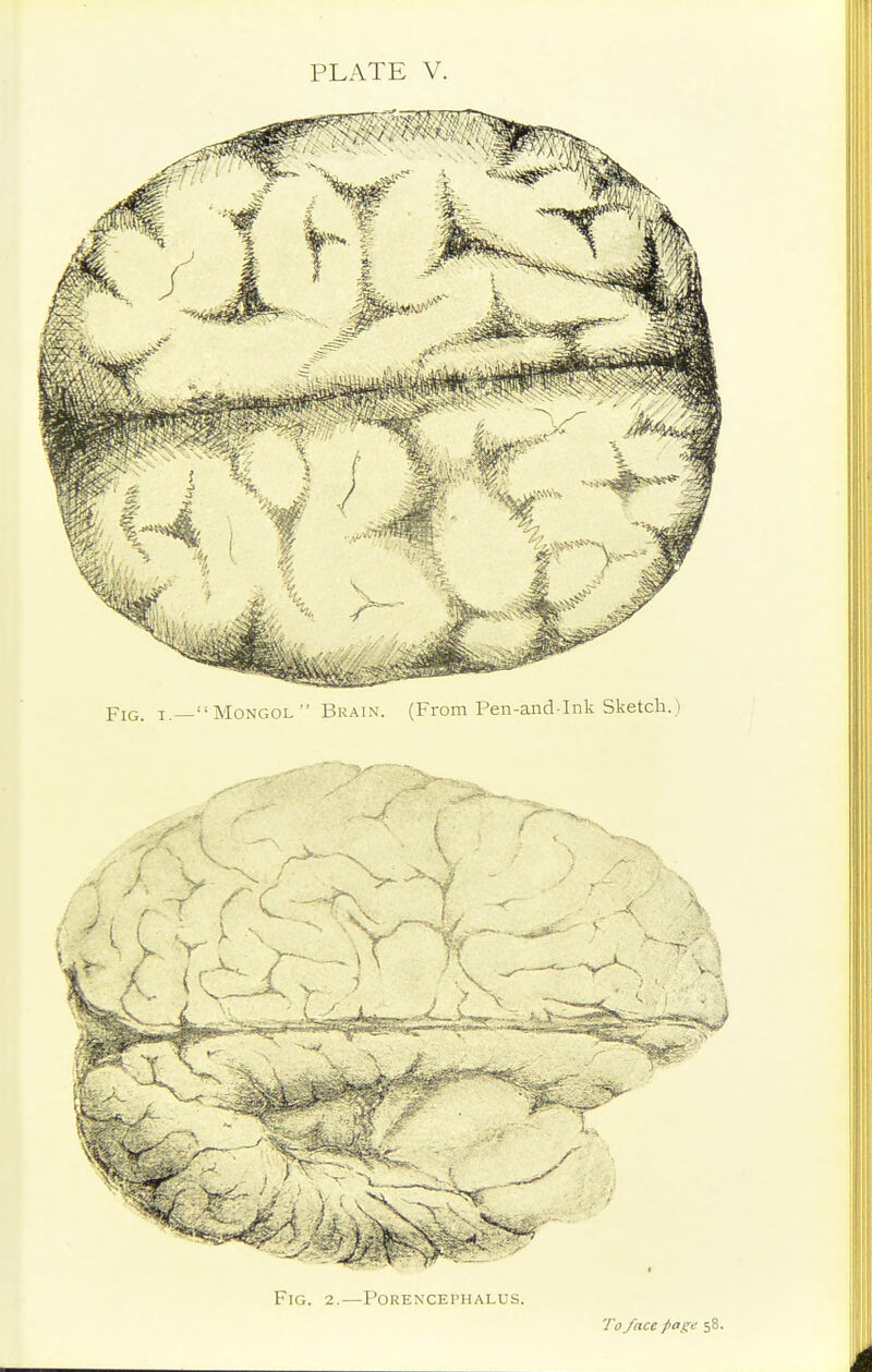 Fig. I. —  Mongol  Brain. (From Pen-and-ink Sketch.) To face fage 58.