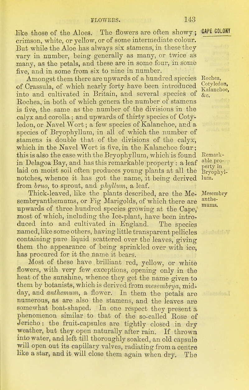 like those of the Aloes, The flowers are often showy; crimson, white, or yellow, or of some intermediate colour. But while the Aloe has always six stamens, in these they vary in number, being generally as many, or twice as many, as the petals, and these are in some four, in some five, and in some from six to nine in number. Amongst them there are upwards of a hundred species of Crassrda, of which nearly forty have been introduced into and cultivated in Britain, and several species of Rochea, in both of which genera the number of stamens is five, the same as the number of the divisions in the calyx and corolla; and upwards of thirty species of Coty- ledon, or Navel Wort; a few species of Kalanchoe, and a species of Bryophyllum, in all of which the number of stamens is double that of the divisions of the calyx, which in the Navel Wort is five,in the Kalanchoe four; this is also the case with the Bryophyllum, which is found in Delagoa Bay, and has this remarkable property : a leaf laid on moist soil often produces young plants at all the notches, whence it has got the name, it being derived from hruo, to sprout, and pliylkt,m, a leaf. Thick-leaved, like the plants described, are the Me- sembryanthemums, or Fig Marigolds, of which there are upwards of three hundred species growing at the Cape, most of which, including the Ice-plant, have been intro- duced into and cultivated in England. The species named, like some others, having little transparent pellicles containing pure liquid scattered over the leaves, giving them the appearance of being sprinkled over with ice, has procured for it the name it bears. Most of these have brilliant red, yellow, or white flowers, with very few exceptions, opening only in the heat of the sunshine, whence they get the name given to them by botanists, which is derived from mesemhrya, mid- day, and anthemum, a flower. In them the petals are numerous, as are also the stamens, and the leaves are somewhat boat-shaped. In one respect they present a phenomenon similar to that of the so-called Rose of Jericho: the fruit-capsules are tightly closed in dry weather, but they open naturally after rain. If thrown into water, and left till thoroughly soaked, an old capsule will open out its capillary valves, radiating from a centre like a star, and it will close them again when dry. The GAPE COLONY Rochea, Cotyledon, Kalanchoe, Remark- able pro- perty in Bryophyl- lum. JMesembry anthe- mums.