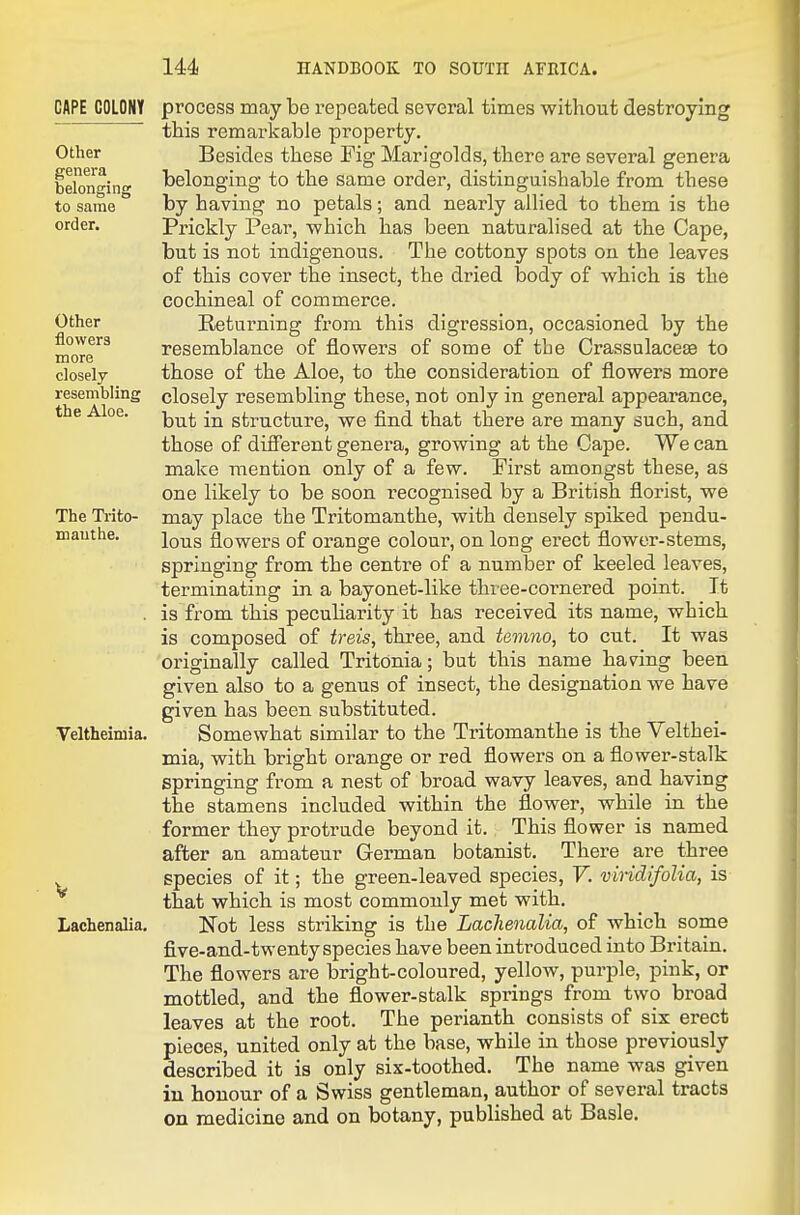 CAPE COLOMY Other genera belonging to same order. Other flowers more closely resembling the Aloe. The Ti-ito- mauthe. Veltheimia. V Lachenalia. process may be repeated several times without destroying this remarkable property. Besides these Fig Marigolds, there are several genera belonging to the same order, distinguishable from these by having no petals; and nearly allied to them is the Prickly Pear, which has been naturalised at the Cape, but is not indigenous. The cottony spots on the leaves of this cover the insect, the dried body of which is the cochineal of commerce. Returning from this digression, occasioned by the resemblance of flowers of some of the Crassulace^ to those of the Aloe, to the consideration of flowers more closely resembling these, not only in general appearance, but in structure, we find that there are many such, and those of different genera, growing at the Cape. We can make mention only of a few. First amongst these, as one likely to be soon recognised by a British florist, we may place the Tritomanthe, with densely spiked pendu- lous flowers of orange colour, on long erect flower-stems, springing from the centre of a number of keeled leaves, terminating in a bayonet-like thiee-cornered point. It is from this peculiarity it has received its name, which is composed of treis, three, and temno, to cut. It was originally called Tritonia; but this name having been given also to a genus of insect, the designation we have given has been substituted. Somewhat similar to the Tritomanthe is the Velthei- mia, with bright orange or red flowers on a flower-stalk springing from a nest of broad wavy leaves, and having the stamens included within the flower, while in the former they protrude beyond it. This flower is named after an amateur German botanist. There are three species of it; the green-leaved species, V. vindifoUa, is that which is most commonly met with. Not less striking is the Lachenalia, of which some five-and-twenty species have been introduced into Britain. The flowers are bright-coloured, yellow, purple, pink, or mottled, and the flower-stalk springs from two broad leaves at the root. The perianth consists of six erect pieces, united only at the base, while in those previously described it is only six-toothed. The name was given in honour of a Swiss gentleman, author of several tracts on medicine and on botany, published at Basle.