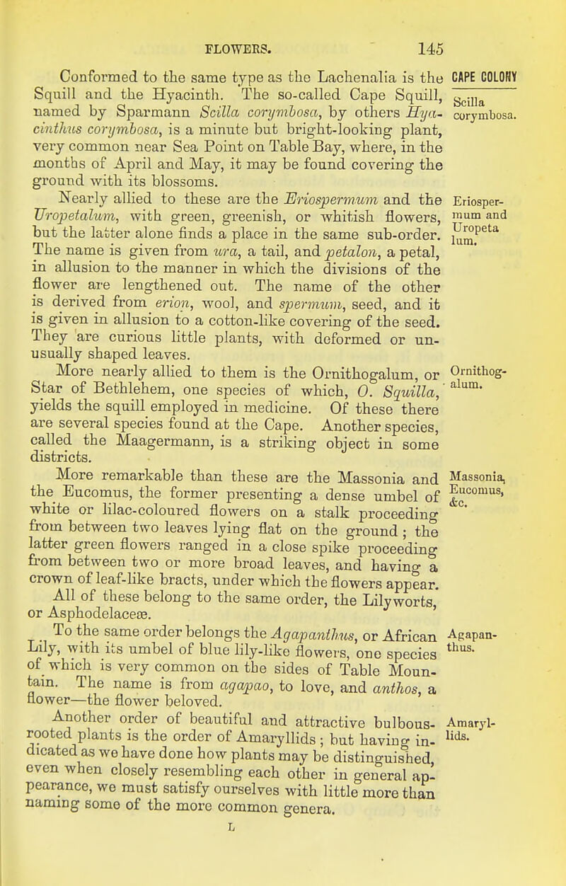 Conformed to the same type as the Lachenalia is the Squill and the Hyacinth. The so-called Cape Squill, named by Sparmann Scilla corymhosa, by others llya- cintlms corymhosa, is a minute but bright-looking plant, very common near Sea Point on Table Bay, where, in the months of April and May, it may be found covering the ground with its blossoms. Nearly allied to these are the Briosperinum and the Uropetahom, with green, greenish, or whitish flowers, but the latter alone finds a place in the same sub-order. The name is given from ura, a tail, and petalon, a petal, in allusion to the manner in which the divisions of the flower are lengthened out. The name of the other is derived from erion, wool, and spermum, seed, and it is given in allusion to a cotton-like covering of the seed. They are curious little plants, with deformed or un- usually shaped leaves. More nearly allied to them is the Ornithogalum, or Star of Bethlehem, one species of which, 0. Squilla,' yields the squill employed in medicine. Of these there are several species found at the Cape. Another species, called the Maagermann, is a striking object in some districts. More remarkable than these are the Massonia and the Euconaus, the former presenting a dense umbel of white or Hlac-coloured flowers on a stalk proceeding from between two leaves lying flat on the ground ; the latter green flowers ranged in a close spike proceeding from between two or more broad leaves, and having a crown of leaf-like bracts, under which the flowers appear. All of these belong to the same order, the Lily worts,' or Asphodelacete. ' To the same order belongs the Agapanthus, or African Lily, with its umbel of blue lily-hke flowers, one species of which IS very common on the sides of Table Moun- tain. The name is from agapao, to love, and anthos, a nower—the flower beloved. Another order of beautiful and attractive bulbous- rooted plants is the order of Amaryllids ; hut having in- dicated as we have done how plants may be distinguished even when closely resembling each other in general ap- pearance, we must satisfy ourselves with little more than naming some of the more common genera. CAPE COLONY Scilla corymbosa. Eriosper- mum and Uropeta lura. Ornithog- alum. Massonia, Eucomus, Agapan- thus. Amaryl- lids.