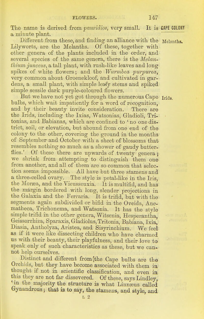 The name is derived from pav,ricUos, very small. It is CAPE COLONY a minute plant. Different from these, and finding an alliance with the Melanths. Lilyworts, are the Melanths. Of these, together with other genera of the plants included in the order, and several species of the same genera, there is the Melan- thium juncetcs, a tall plant, with rush-like leaves and long spikes of white flowers; and the Wtirmhea purpurea, very common about Groenekloof, and cultivated in gar- dens, a small plant, with simple leafy stems and spiked simple sessile dark purple-coloured flowers. But we have not yet got through the numerous Cape irids, bulbs, which wait impatiently for a word of recognition, and by their beauty invite consideration. There are the Irids, including the Ixias, Watsonias, Gladioli, Tri- • tonias, and Babianas, which are confined to ' no one dis- trict, soil, or elevation, but abound from one end of the colony to the other, covering the ground in the months of September and October with a sheet of blossoms that resembles nothing so much as a shower of gaudy butter- flies.' Of these there are upwards of twenty genera; we shrink from attempting to distinguish them one from another, and all of them are so common that selec- tion seems impossible. All have but three stamens and a three-celled ovary. The style is petal-like in the Iris, the Morsea, and the Vieusseuxia. It is multifid, and has the margin bordered with long, slender projections in the Galaxia and the Perraria. It is trifid, but with the segments again subdivided or bifid in the Oveida, Ane- matheca, Trichonema, and Watsonia. It has the style sinaple trifid in the other genera, Witsenia, Hesperantha, Geissorrhiza, Sparaxis, Gladiolus, Tritonia, Babiana, Ixia, Diasia, Antholyza, Aristea, and Sisyrinchium. We feel as if it were hke dissecting children who have charmed us with their beauty, their playfulness, and their love to speak only of such characteristics as these, but we can- not help ourselves. Distinct and diSerent from [the Cape bulbs are the Orchids, but they have become associated with them in. thought if not in scientific classification, and even in this they are not far dissevered. Of these, says Lindley, ' in the majority the structure is what Linnteus called Gynandrous; that is to say, the stamens, and style, and L 2