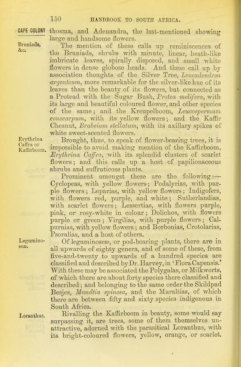 CAPE COLONY thosma, and Adenandra, the last-mentioned showing large and handsome flowers. Bruniads, The mention of these calls tip reminiscences of °' the Bruniads, shrubs with minute, linear, heath-like imbricate leaves, spirally disposed, and small white flowers in dense globose heads. And these call up by association thoughts of the Silver Tree, Leucadendmi argenteum, more remarkable for the silver-like hue of its leaves than the beauty of its flowers, but connected as a Protead with the Sugar Bush, Protea melifera, with its large and beautiful coloured flower, and other species of the same; and the Kreupelboom, Iieucos'permum conocarpum, with its yellow flowers; and the Kaffir Chesnut, Brahemm stellatmn, with its axillary spikes of white sweet-scented flowers. Erythrina Brought, thus, to speak of flower-bearing trees, it is Kaffirboom. impossible to avoid making mention of the Kaffirboom, Erythrina Caffra, with its splendid clusters of scarlet flowers; and this calls up a host of papilionaceous shrubs and sufiruticose plants. Prominent amongst these are the following:— Cyclopeas, with yellow flowers; Podalyrias, with pur- ple flowers ; Leparias, with yellow flowers; Indigofers, with flowers red, purple, and white ; Sutherlandias, ■with scarlet flowers; Lessertias, with flowers purple, pink, or rosy-white in colour; Dolichos, with flowers purple or green; Virgilias, with purple flowers; Cal- purnias, with yellow flowers; and Borbonias, Crotolarias, Psoralias, and a host of others. Legumino- Of leguminosere, or pod-bearing plants, there are in all upwards of eighty genera, and of some of these, from five-and-twenty to upwards of a hundred species are classified and described by Dr. Harvey, in' Flora Capensis.' With these may be associated the Polygalas, or Milkworts, of which there are about forty species there classified and described; and belonging to the same order the Skildpad Besjes, Mundtia s'pinosa, and the Muraltias, of which there are between fifty and sixty species indigenous in South Africa. Loranthus. Rivalling the Kaffirboom in beauty, some would say surpassing it, are trees, some of them themselves un- attractive, adorned with the parasitical Loranthus, with its bright-coloured flowers, yellow, orange, or scarlet.