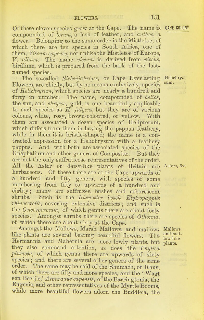 Of ttese eleven species grow at the Cape. The name is CAPE COLOWY compounded of lonim, a lash of leather, and anthos, a flower. Belonging to the same order is the Mistletoe, of which there are ten species in South Africa, one of them, Vismm ca'pense, not unlike the Mistletoe of Europe, V. album. The name viscum is derived from vismis, birdlime, which is prepared from the bark of the last- named species. The so-called Siebenjahriges, or Cape Everlasting Helichrj. Elowers, are chiefly, but by no means exclusively, species of Seliclmjsum, which species are nearly a hundred and forty in number. The name, compounded of helios, the sun, and chrysos, gold, is one beautifully applicable to such species as H. fulgens, but they are of various colours, white, rosy, brown-coloured, or yellow. With them are associated a dozen species of Helipternm. which differs from them in having the pappus feathery, while in them it is bristle-shaped; the name is a con- tracted expression for a Helichrysum with a feathery pappus. And with both are associated species of the Gnaphalium and other genera of Compositse. But they are not the only suffruticose representatives of the order. All the Aster or daisy-Hke plants of Britain are Asters, &a herbaceous. Of these there are at the Cape upwards of a hundred and fifty genera, with species of some numbering from fifty to upwards of a hundred and eighty; many are sufiruxes, bushes and arborescent shrubs. Such is the Bhenoster hoscli Mytropapptis rhinocerotis, covering extensive districts; and such is the Osteospermum, of which genus there are about forty species. Amongst shrubs there are species of OtJionna, of which there are about sixty at the Cape. Amongst the Mallows, Marsh Mallows, and mallow- Mallows like plants are several bearing beautiful flowers. The fg^^^J^-^g Hermannia and Mahernia are more lowly plants, but p^ilntsr they also command attention, as does the Phtjlica plumosa, of which genus there are upwards of sixty species ; and there are several other genera of the same order.^ The same may be said of the Shumach, or Rhus, of which there are fifty and more species, and the ' Wagt een Beetjie,' Asparagus capensis, of the Barringtonia, the Eugenia, and other representatives of the Myrtle Booms, while more beautiful flowers adorn the Buddleia, the