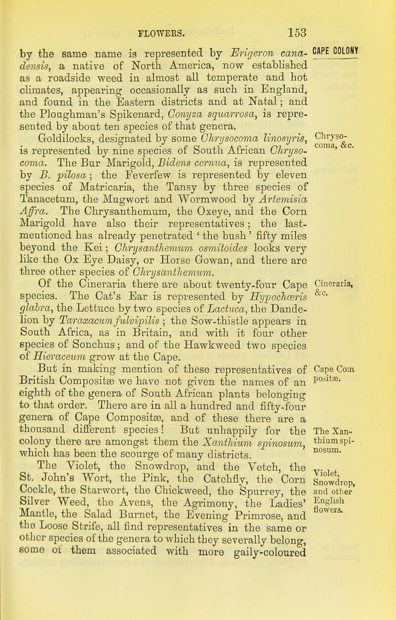 by the same name is represented by Erigeron cana- CAPE COLOflY densis, a native of North America, now established as a roadside weed in almost all temperate and hot climates, appearing occasionally as such in England, and found in the Eastern districts and at Natal; and the Ploughman's Spikenard, Gomjza squarrosa, is repre- sented by about ten species of that genera. Goldilocks, designated by some Ghrysocoma linosyris, is represented by nine species of South African Ghryso- ' coma. The Bur Marigold, Bidens cernua, is represented by JB. pilosa; the Feverfew is represented by eleven species of Matricaria, the Tansy by three species of Tanacetum, the Mugwort and Wormwood by Artemisia Affra. The Chrysanthemum, the Oxeye, and the Corn Marigold have also their representatives; the last- mentioned has already penetrated ' the bush' fifty miles beyond the Kei; Chrysanthemum osmitoides looks very like the Ox Eye Daisy, or Horse Gowan, and there are three other species of Ghrys'antliemum. Of the Cineraria there are about twenty-four Cape Cineraria, species. The Cat's Ear is represented by HypocJiCBris glabra, the Lettuce by two species of Lactuca, the Dande- lion by Taraxacum fulvipilis ; the Sow-thistle appears in South Africa, as in Britain, and with it four other species of Sonchus ; and of the Hawkweed two species of Hieraceti7n grow at the Cape. But in making mention of these representatives of Cape Com British Composites we have not given the names of an P°*''®' eighth of the genera of South African plants belonging to that order. There are in all a hundred and fifty-four genera of Cape Compositse, and of these there are a thousand difierent species! But unhappily for the The Xan- colony there are amongst them the Xanthium- spinosum, thiumspi- which has been the scourge of many districts. nosum. The Violet, the Snowdrop, and the Vetch, the ^. St. John's Wort, the Pink, the Catchfly, the Corn Snowcirop, Cockle, the Starwort, the Chickweed, the Spurrey, the and otiier' Silver Weed, the Avens, the Agrimony, the Ladies' English Mantle, the Salad Burnet, the Evening Primrose, and the Loose Strife, all find representatives in the same or other species of the genera to which they severally belong, some of them associated with more gaily-coloured