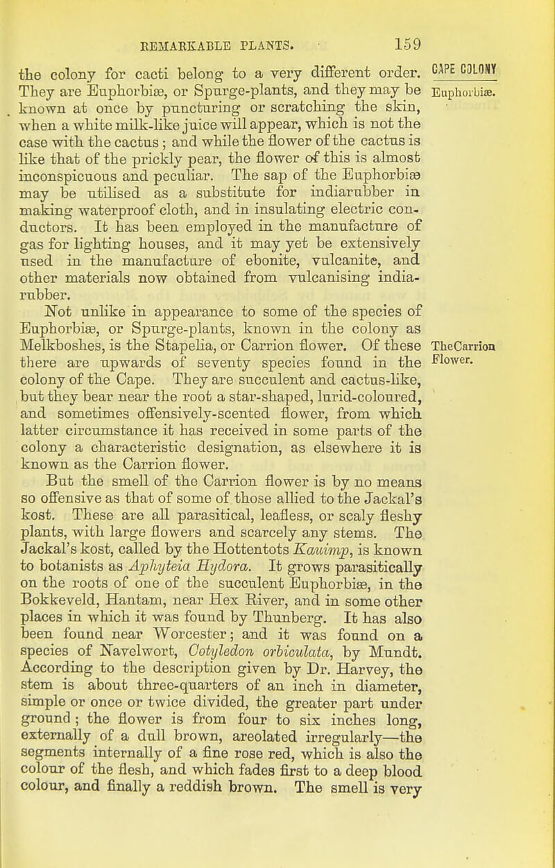 the colony for cacti belong to a very different order. CAPE C3LQMY They are EuphorbisB, or Spurge-plants, and they may be Euphorbise. known at once by puncturing or scratching the skin, when a white milk-like juice will appear, which is not the case with the cactus; and while the flower of the cactus is like that of the prickly pear, the flower of this is almost inconspicuous and peculiar. The sap of the Euphorbia may be utilised as a substitute for indiarubber in making waterproof cloth, and in insulating electric con- ductors. It has been employed in the manufacture of gas for lighting houses, and it may yet be extensively used in the manufacture of ebonite, vulcanite, and other materials now obtained from vulcanising india- rubber. jNot unlike in appearance to some of the species of Euphorbige, or Spurge-plants, known in the colony as Melkboshes, is the Stapeha, or Carrion flower. Of these TheCarrion there are upwards of seventy species found in the ^'lower. colony of the Cape. They are succulent and cactus-like, but they bear near the root a star-shaped, lurid-coloured, and sometimes offensively-scented flower, from which latter circumstance it has received in some parts of the colony a characteristic designation, as elsewhere it is known as the Carrion flower. But the smell of the Carrion flower is by no means so offensive as that of some of those allied to the Jackal's kost. These are aU parasitical, leafless, or scaly fleshy plants, with large flowers and scarcely any stems. The Jackal's kost, called by the Hottentots Kauimp, is known to botanists as Aphyteia Hydora. It grows parasitically on the roots of one of the succulent Euphorbia, in the Bokkeveld, Hantam, near Hex River, and in some other places in which it was found by Thunberg. It has also been found near Worcester; and it was found on a species of Navelwort, Cotyledon orhiculata, by Mundt. According to the description given by Dr. Harvey, the stem is about three-quarters of an inch in diameter, simple or once or twice divided, the greater part under ground ; the flower is from four to six inches long, externally of a dull brown, areolated irregularly—the segments internally of a fine rose red, which is also the colour of the flesh, and which fades first to a deep blood colour, and finally a reddish brown. The smell is very