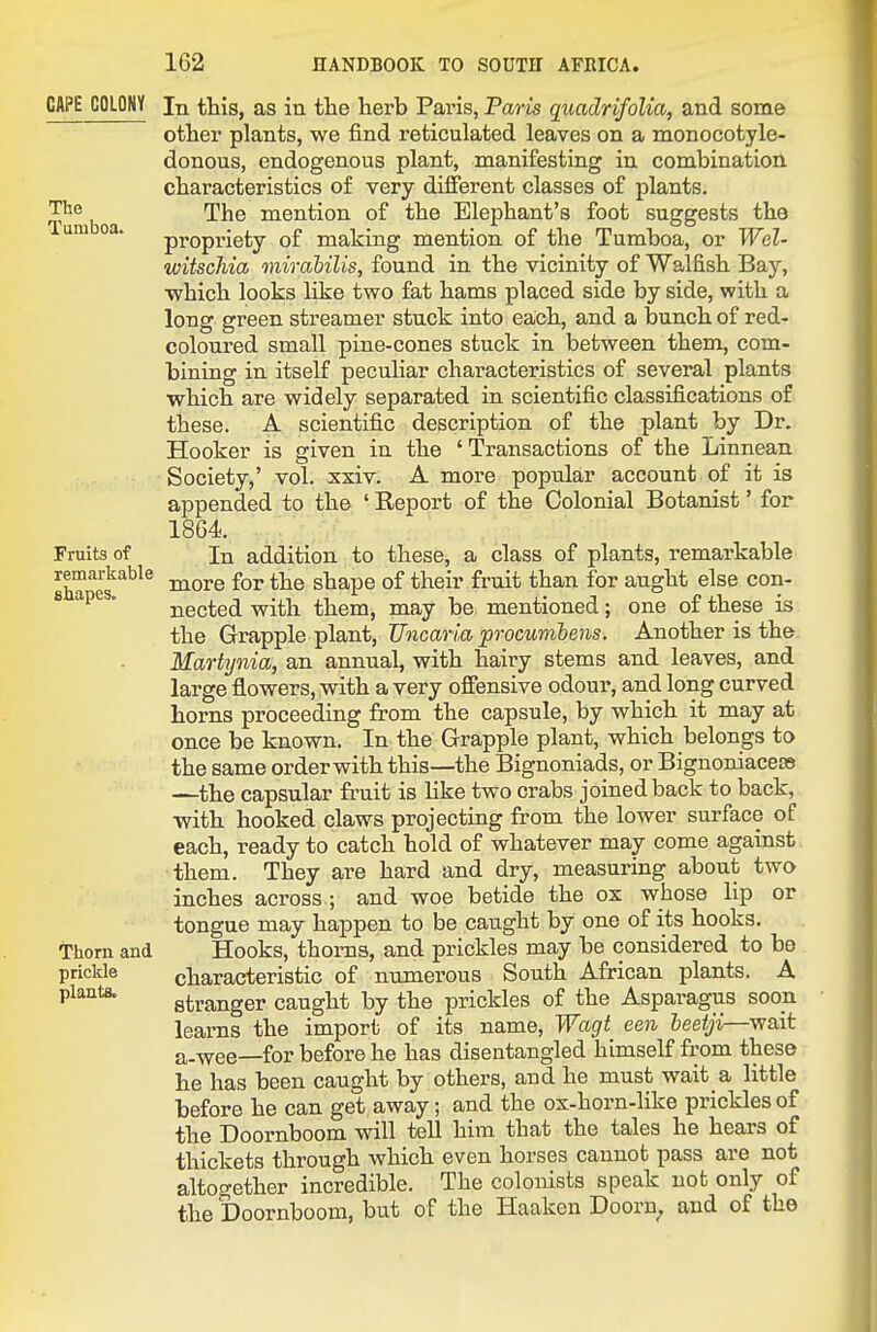 CAPE COLONY The Tumboa. Fruits of remarkable shapes. Thorn and prickle plants. In this, as in tlie herb Paris, Paris quadrifoUa, and some other plants, we find reticulated leaves on a monocotyle- donous, endogenous plant, manifesting in combination characteristics of very different classes of plants. The mention of the Elephant's foot suggests the propriety of making mention of the Tumboa, or Wei- witscMa mirabilis, found in the vicinity of Walfish Bay, which looks like two fat hams placed side by side, with a long green streamer stuck into each, and a bunch of red- coloured small pine-cones stuck in between them, com- bining in itself peculiar characteristics of several plants which are widely separated in scientific classifications of these. A scientific description of the plant by Dr. Hooker is given in the ' Transactions of the Linnean Society,' vol. xxiv. A more popular account of it is appended to the ' Report of the Colonial Botanist' for 18G4. In addition to these, a class of plants, remarkable more for the shape of their fruit than for aught else con- nected with them, may be mentioned; one of these is the Grapple plant, Vncaria procumbens. Another is the Martynia, an annual, with hairy stems and leaves, and large flowers, with a very ofiensive odour, and long curved horns proceeding from the capsule, by which it may at once be known. In the Grapple plant, which belongs to the same orderwith this—the Bignoniads, or Bignoniacete —the capsular fruit is like two crabs joined back to back, with hooked claws projecting from the lower surface of each, ready to catch hold of whatever may come against them. They are hard and dry, measuring about two inches across ; and woe betide the ox whose lip or tongue may happen to be caught by one of its hooks. Hooks, thorns, and prickles may be considered to be characteristic of numerous South African plants. A stranger caught by the prickles of the Asparagus soon learns the import of its name, Wagt een heetji—wait a.wee—for before he has disentangled himself from these he has been caught by others, and he must wait a little before he can get away; and the ox-horn-like prickles of the Doornboom will tell him that the tales he hears of thickets through which even horses cannot pass are not altogether incredible. The colonists speak not only of the Doornboom, but of the Haaken Doorn^ and of the