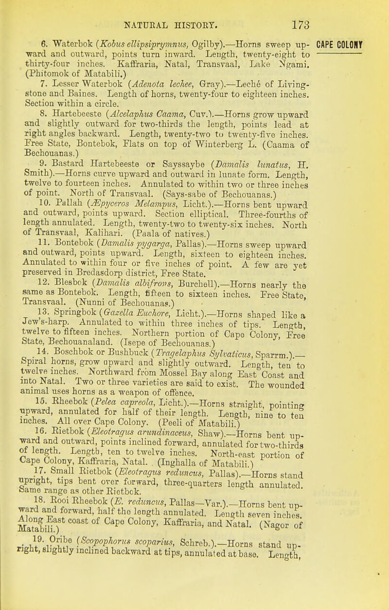 6. Waterbok (Kobics ellifsiprymnus, Ogilby).—Horns sweep up- CAPE ■ward and outward, points turn inward. Length, twenty-eight to thirty-four inches. KafFraria, Natal, Transvaal, Lake Ngami. (Phitomok of Matabili.) 7. Lesser Waterbok {Adenota lechee, Gray).—Leehe of Living- stone and Baines. Length of horns, twenty-foiir to eighteen inches. Section within a circle. 8. Hartebeeste {Alcelaphits Caama, Cuv.V—Horns grow upward aud slightly outward for two-thirds the length, points lead at right angles backward. Length, twenty-two to twenty-live inches. Free St^ite, Bontebok, Flats on top of Wiuterberg L. (Caama of Bechouanas.) 9. Bastard Hartebeeste or Sayssaybe {Damalis lunatics, H. Smith).—Horns curve upward and outward in lunate form. Length, twelve to fourteen inches. Annulated to within two or three inches of point. North of Transvaal. (Says-sabe of Bechouanas.) 10. Pallah {jEpyceros Melampus, Licht.).—Horns bent upward and outward, points upward. Section elliptical. Three-fourths of length annulated. Length, twenty-two to twenty-six inches. North of Transvaal, Kalihari. (Paala of natives.) 11. 'Bontehok {Damalis p^ffarga, Pallas).—Horns sweep upward and outward, points upward. Length, sixteen to eighteen inches. Annulated to within four or five inches of point. A few are yet preserved in Bredasdorjo district. Free State. 12. Blesbok {Damalis albifrovs, Burchell).—Horns nearly the same as Bontebok. Length, fifteen to sixteen inches. Free State Transvaal. (Nunni of Bechouanas.) ■ ' 13. ^^rmghok {Gazella Euchore, Licht.).—Horns shaped like a Jew's-harp. Annulated to within three inches of tips. Length, twelve to fifteen inches. Northern portion of Cape Colony, Free State, Bechouanaland. (Isepe of Bechouanas.) 14. Boschbok or Bushbuck {Tragelaphus Sylvaticus, Sparrm ) — Spiral horns, grow upward and slightly outward. Length, ten to twelve inches. Northward frbm Mossel Bay along East Coast and into Natal. Two or three varieties are said to exist. The wounded animal uses horns as a weapon of offence. 15. Eheebok (Pe^m ca^reo^a, Licht.).—Horns straight, pointins Tipward, annulated for half of their length. Length, nine to ten inches. AH over Cape Colony. (Peeli of Matabili.) 16. Eietbok {Eleotragus arundinaceus, Shaw).—Horns bent up- ward and outward, points inclined forward, annulated for two-thirds of length. Length, ten to twelve inches. North-east portion of Cape Colony, Kafifraria, Natal. (Inghalla of Matabili.) 17. Small Eietbok {Eleotragus reduncus, Pallas).—Horns stand npright, tips bent over forward, three-quarters length annulated bamo range as other Eietbok. ^J^' -^7' ^^^f^'^.^F: -'fi'allas-Var.).-Horns bent up- ward and forward, half the length annulated. Length seven inches MaTabihO '^^ (Nagor of f'^'l'!^'^^^^coparius, Schreb.).—Horns stand up- right, slightly inclined backward at tips, annulated at baso. Length,