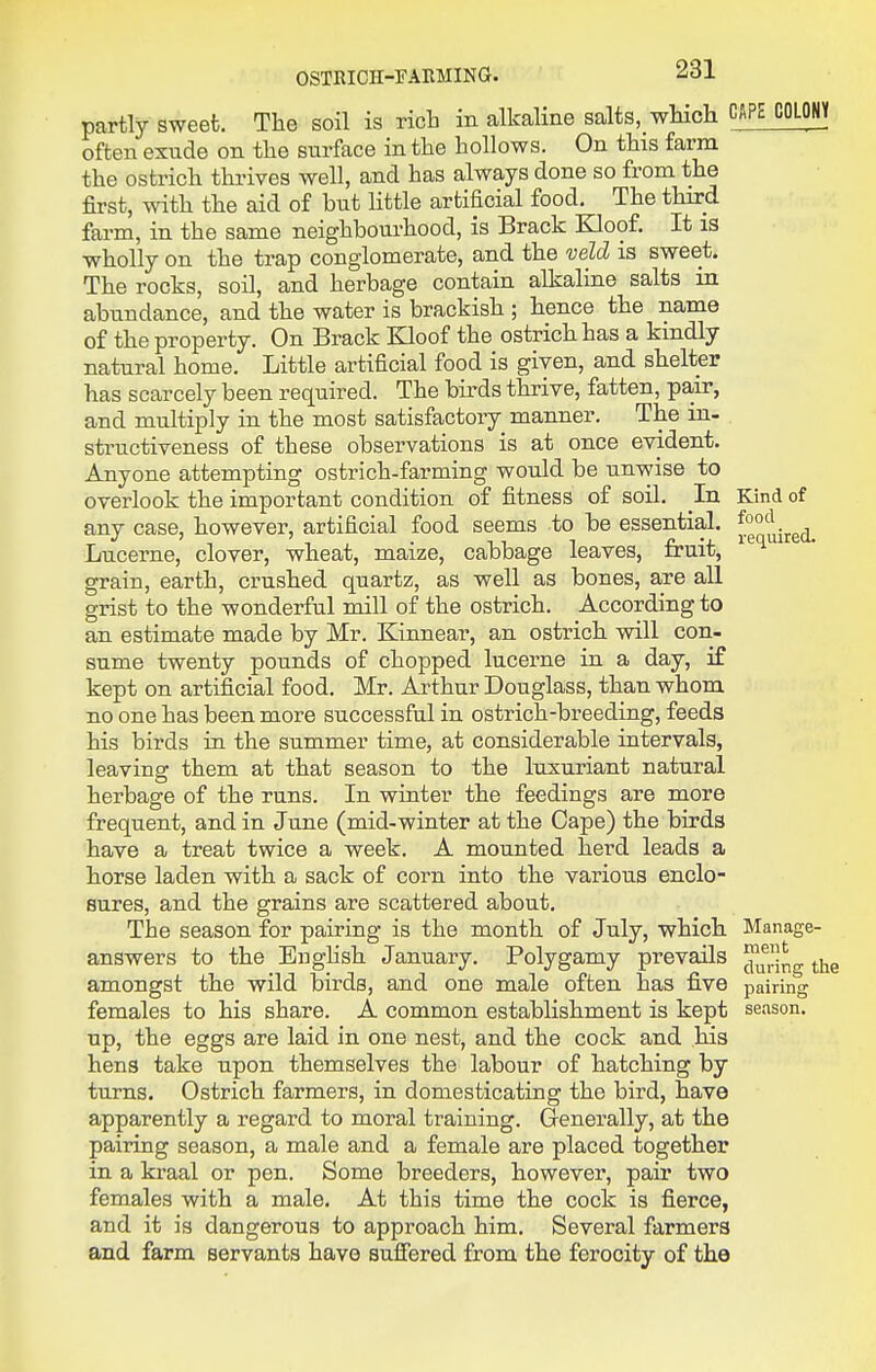 Kind of food required. partly sweet. The soil is rich in alkaline salts, which COLONY often exude on the surface in the hollows. On this farm the ostrich thrives well, and has always done so from the first, with the aid of but little artificial food. The third farm, in the same neighbom-hood, is Brack Kloof. It is wholly on the trap conglomerate, and the veld is sweet. The rocks, soil, and herbage contain alkaline salts in abundance, and the water is brackish ; hence the name of the property. On Brack Kloof the ostrich has a kindly natural home. Little artificial food is given, and shelter has scarcely been required. The birds thrive, fatten, pa,ir, and multiply in the most satisfactory manner. The in- structiveness of these observations is at once evident. Anyone attempting ostrich-farming would be unwise to overlook the important condition of fitness of soil. In any case, however, artificial food seems to be essential. Lucerne, clover, wheat, maize, cabbage leaves, fruit, grain, earth, crushed quartz, as well as bones, are all grist to the wonderful mill of the ostrich. According to an estimate made by Mr. Kinnear, an ostrich, will con- sume twenty pounds of chopped lucerne in a day, if kept on artificial food. Mr. Arthur Douglass, than whom no one has been more successful in ostrich-breeding, feeds his birds in the summer time, at considerable intervals, leaving them at that season to the luxuriant natural herbage of the runs. In winter the feedings are more frequent, and in June (mid-winter at the Cape) the birds have a treat twice a week. A mounted herd leads a horse laden with a sack of corn into the various enclo- sures, and the grains are scattered about. The season for pairing is the month of July, which answers to the English January. Polygamy prevails amongst the wild birds, and one male often has five females to his share. A common establishment is kept up, the eggs are laid in one nest, and the cock and his hens take upon themselves the labour of hatching by turns. Ostrich farmers, in domesticating the bird, have apparently a regard to moral training. Generally, at the pairing season, a male and a female are placed together in a kraal or pen. Some breeders, however, pair two females with a male. At this time the cock is fierce, and it is dangerous to approach him. Several farmers and farm servants have suffered from the ferocity of the Manage- ment during tlie pairing season.