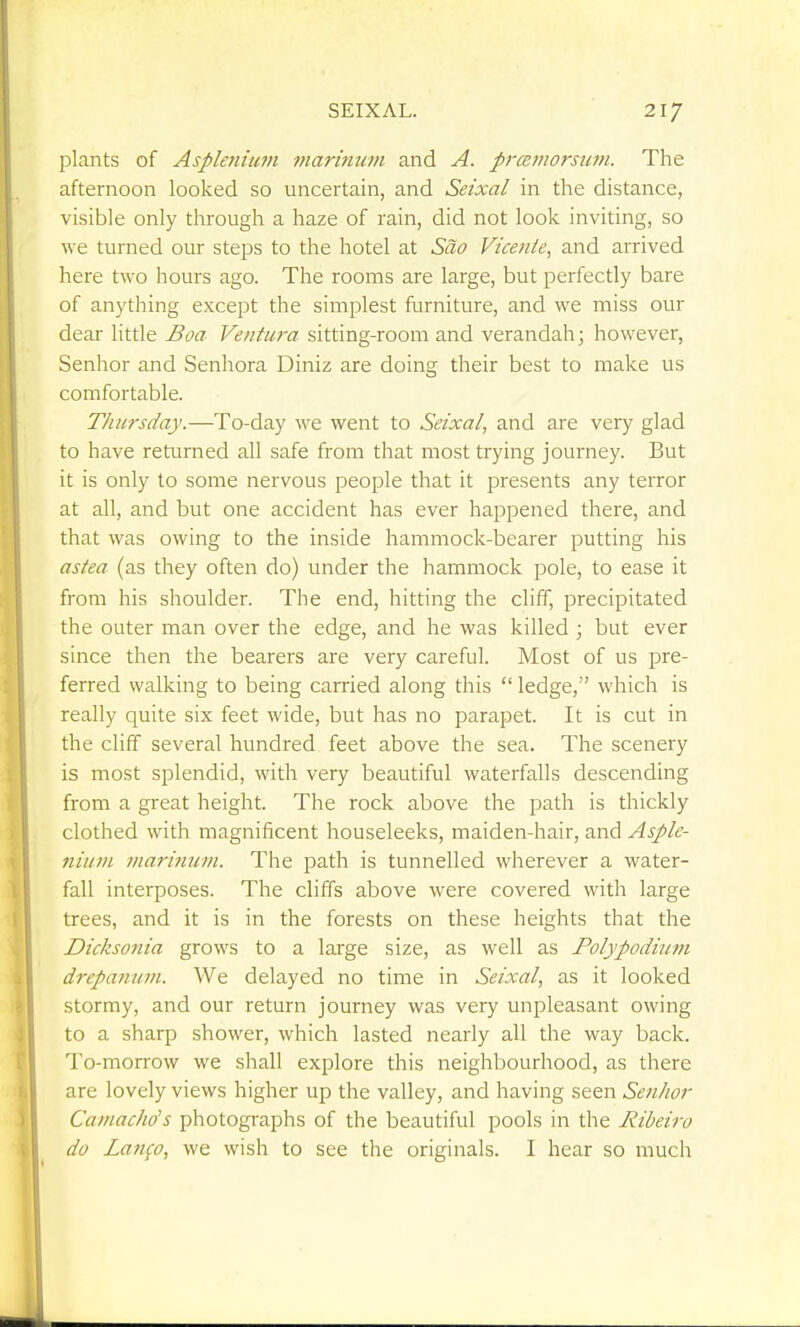 plants of Aspleniicm marinum and A. prcemorstini. The afternoon looked so uncertain, and Seixal in the distance, visible only through a haze of rain, did not look inviting, so we turned our steps to the hotel at Sao Vicente, and arrived here two hours ago. The rooms are large, but perfectly bare of anything except the simplest furniture, and we miss our dear little Boa Ventura sitting-room and verandah; however, Senhor and Senhora Diniz are doing their best to make us comfortable. Thursday.—To-day we went to Seixal, and are very glad to have returned all safe from that most trying journey. But it is only to some nervous people that it presents any terror at all, and but one accident has ever happened there, and that was owing to the inside hammock-bearer putting his astea (as they often do) under the hammock pole, to ease it from his shoulder. The end, hitting the cliff, precipitated the outer man over the edge, and he was killed ; but ever since then the bearers are very careful. Most of us pre- ferred walking to being carried along this  ledge, which is really quite six feet wide, but has no parapet. It is cut in the cliff several hundred feet above the sea. The scenery is most splendid, with very beautiful waterfalls descending from a great height. The rock above the path is thickly clothed with magnificent houseleeks, maiden-hair, and Asple- niufu marinum. The path is tunnelled wherever a water- fall interposes. The cliffs above were covered with large trees, and it is in the forests on these heights that the Dicksonia grows to a large size, as well as Polypodium drepamun. We delayed no time in Seixal, as it looked stormy, and our return journey was very unpleasant owing to a sharp shower, which lasted nearly all the way back. To-morrow we shall explore this neighbourhood, as there are lovely views higher up the valley, and having seen Senhor Camachds photographs of the beautiful pools in the Ribeiro do Lan^o, we wish to see the originals. I hear so much