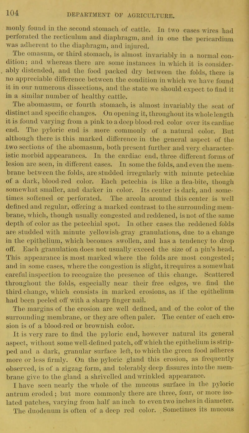 luonly fomul in tlie second stomach of cattle. In two cases wires bad perforated the recticulum and diaphragm, and in one the pericardium was adherent to the diaphragm, and injured. The omasum, or third stomach, is ahnost invariably in a normal con- dition; and whereas there are some instances in which it is consider- ably distended, and the food packed dry between the folds, there is no appreciable difference between the condition in which we have found it in our numerous dissections, and the state we should expect to find it in a similar number of healthy cattle. The abomasum, or fourth stomach, is almost invariably the seat of distinct and specific changes. On opening it, throughout its whole length it is found varying from a pink to a deep blood-red color over its cardiac end. The pyloric end is more commonly of a natm-al color. But although there is this marked difference in the general aspect of the .two sections of the abomasum, both present fiu-ther and very character- istic morbid appearances. In the cardiac end, three different forms of lesion are seen, in different cases. In some the folds, and even the mem- brane between the folds, are studded irreg-ularly with minute petechise of a dai^k, blood-red color. Each petechia is like a flea-bite, though somewhat smaller, and darker hi color. Its center is dark, and some- times softened or perforated. The areola around this center is well defined and regular, offering a marked contrast to the surrounding mem- brane, which, though usually congested and reddened, is not of the same depth of color as the petechial si)ot. In other cases the reddened folds are studded with minute yellowish-gray granulations, due to a change in the epithelium, which becomes swollen, and has a tendency to drop off. Each granulation does not usually exceed the size of a pin's head. This apiiearance is most marked where the folds are most congested; and in some cases, where the congestion is slight, itrequires a somewhat careful inspection to recognize the presence of this change. Scattered throughout the folds, especially near theu- free edges, we find the third change, which consists in marked erosions, as if the epitheUum had been peeled off with a sharp finger nail. The margins of the erosion are well defined, and of the color of the surrounding membrane, or they are often paler. The center of each ero- sion is of a blood-red or brownish color. It is very rare to find the pyloric end, however natural its general aspect, without some well-defined patch, off which the epithelium is strip- ped and a dark, granular surface left, to which the green food adheres more or less firmly. On the pyloric gland this erosion, as frequently observed, is of a zigzag form, and tolerably deep fissures into the mem- brane give to the gland a shrivelled and wrinkled appearance. I have seen nearly the whole of the mucous sui-foce in the pyloric antrum eroded; but more commonly there are thi-ee, four, or more iso- lated patches, varying from half an inch to eventwo niches in diameter. The duodenum is often of a deep red color. . Sometimes its mucous