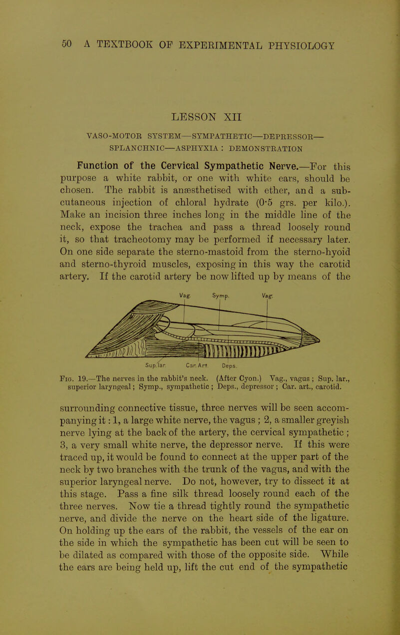 LESSON XII VASO-MOTOB SYSTEM—SYMPATHETIC—DEPRESSOR— SPLANCHNIC—ASPHYXIA I DEMONSTRATION Function of the Cervical Sympathetic Nerve.—For this purpose a white rabbit, or one with white ears, should be chosen. The rabbit is anEesthetised with ether, and a sub- cutaneous injection of chloral hydrate (0-5 grs. per kilo.). Make an incision three inches long in the middle line of the neck, expose the trachea and pass a thread loosely round it, so that tracheotomy may be performed if necessary later. On one side separate the sterno-mastoid from the sterno-hyoid and sterno-thyroid muscles, exposing in this way the carotid artery. If the carotid artery be now lifted up by means of the Fia. 19.—The nerves in the rabbit's neck. (After Cyon.) Vag., vagus ; Sup. lar., superior laryngeal; Symp., sympathetic ; Deps., depressor ; Car. art., carotid. surrounding connective tissue, three nerves will be seen accom- panying it: 1, a large white nerve, the vagus ; 2, a smaller greyish nerve lying at the back of the artery, the cervical sympathetic ; 3, a very small white nerve, the depressor nerve. If this were traced up, it would be found to connect at the upper part of the neck by two branches with the trunk of the vagus, and with the superior laryngeal nerve. Do not, however, try to dissect it at this stage. Pass a fine silk thread loosely round each of the three nerves. Now tie a thread tightly round the sympathetic nerve, and divide the nerve on the heart side of the ligature. On holding up the ears of the rabbit, the vessels of the ear on the side in which the sympathetic has been cut will be seen to be dilated as compared with those of the opposite side. While the ears are being held up, lift the cut end of the sympathetic