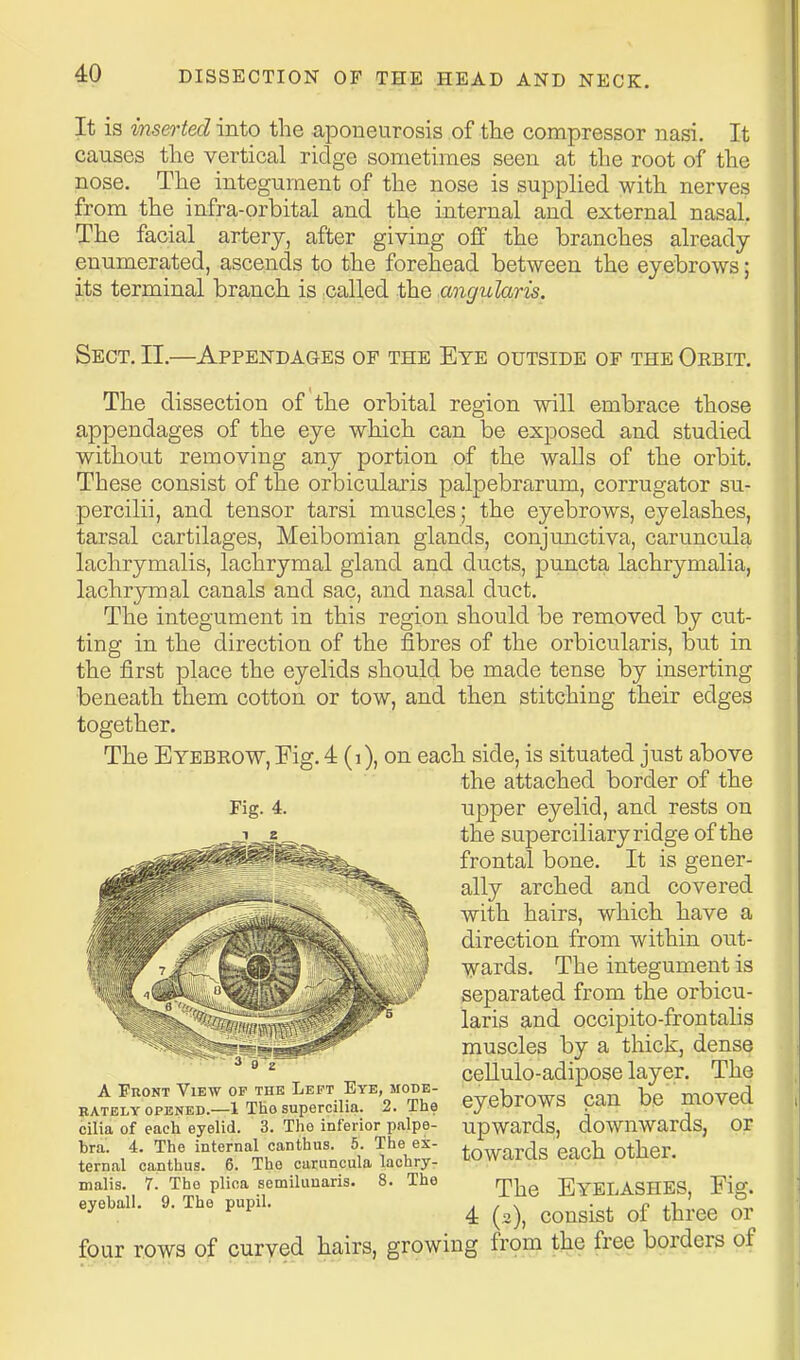 It is inserted into the aponeurosis of the compressor nasi. It causes the vertical ridge sometimes seen at the root of the nose. The integument of the nose is supplied with nerves from the infra-orbital and the internal and external nasal. The facial artery, after giving off the branches already- enumerated, ascends to the forehead between the eyebrows; its terminal branch is iCalled the .angularis. Sect. II.—Appendages of the Eye outside of the Oebit. The dissection of the orbital region will embrace those appendages of the eye which can be exposed and studied without removing any portion of the walls of the orbit. These consist of the orbicularis palpebrarum, corrugator su- percilii, and tensor tarsi muscles; the eyebrows, eyelashes, tarsal cartilages. Meibomian glands, conjunctiva, caruncula lachrymalis, lachrymal gland and ducts, puncta lachrymalia, lachrymal canals and sac, and nasal duct. The integument in this region should be removed by cut- ting in the direction of the fibres of the orbicularis, but in the first place the eyelids should be made tense by inserting beneath them cotton or tow, and then stitching their edges together. The Eyebeow, Eig. 4 (i), on each side, is situated just above the attached border of the Fig. 4. upper eyelid, and rests on the superciliary ridge of the frontal bone. It is gener- ally arched and covered with hairs, which have a direction from within out- wards. The integument is separated from the orbicu- laris and occipito-frontalis muscles by a thick, dense ceUulo-adipose layer. The eyebrows can be moved upwards, downwards, or towards each other. The Eyelashes, Fig. 4 (2), consist of three or four rows of curved hairs, growing from the free borders of 3 g A Front View of the Left Eye, mode- rately OPENED.—1 Tho supercilia. 2. The cilia of each eyelid. 3. Tlie inferior palpe- bra. 4. The internal canthus. 5. The ex- ternal canthus. 6. Tho caruncula lachry- malis. 7. The plica semilunaris. 8. The eyeball. 9. The pupil.