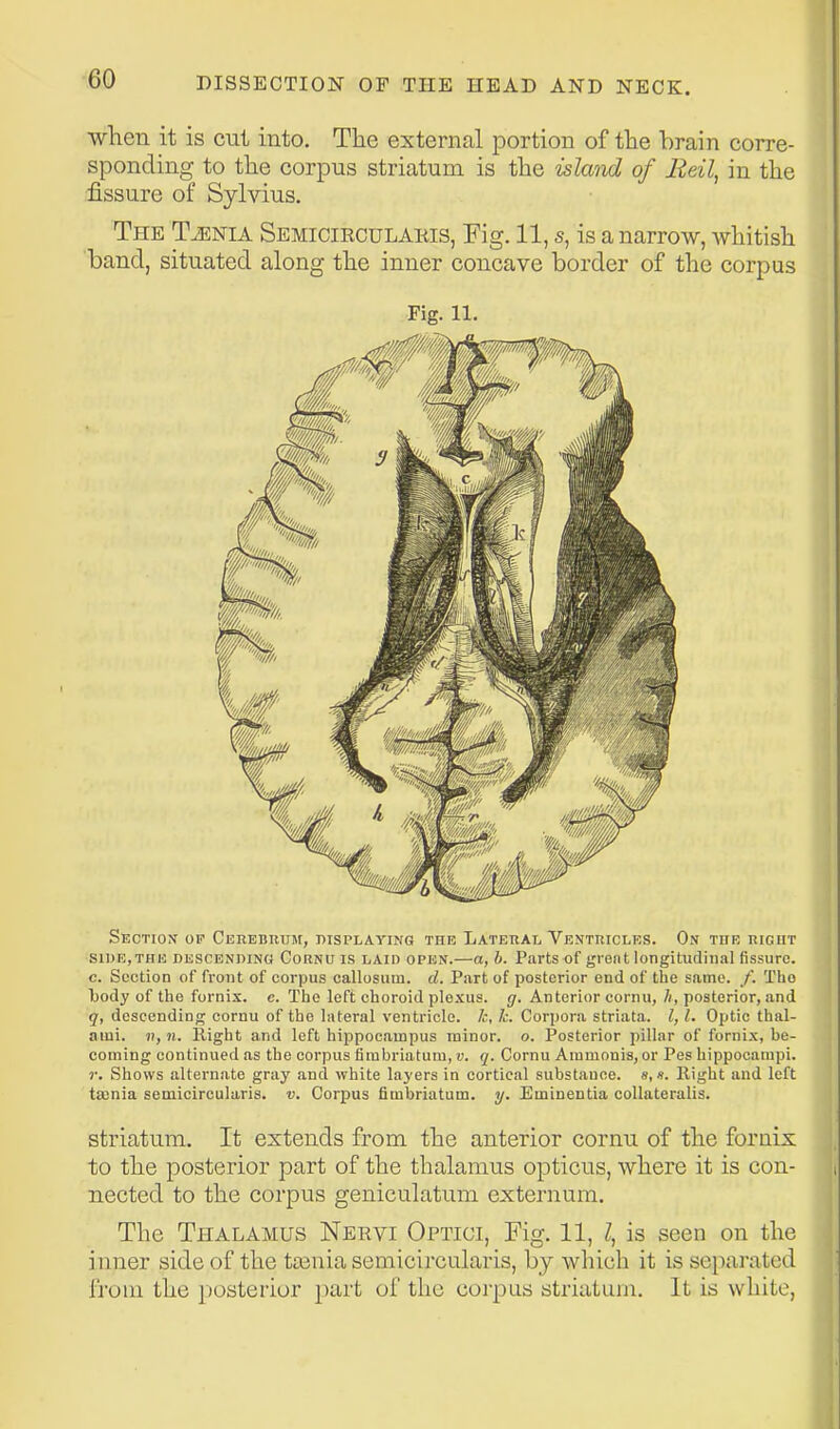 wlien it is cut into. The external portion of the brain corre- sponding to the corpus striatum is the island of Eeil, in the fissure of Sylvius. The Taenia Semicirculakis, Fig. 11, s, is a narrow, whitish band, situated along the inner concave border of the corpus Fig. 11. SECTio>f OP Ckrebrum, displaying the Lateral Venthicles. On the niouT SIDE,THE DESCENDINH CoRNU IS LAID OPEN.—a, h. Parts of grent longitudinal fissure, c. Section of front of corpus callosum. d. Part of posterior end of the same. /. Tho l)ody of the fornix, c. The left choroid plexus, g. Anterior cornu, h, posterior, and q, descending cornu of tho lateral ventricle, k, Ic. Corpora striata. I, I. Optic thai- ami. 1}, n. Right and left hippocampus minor, o. Posterior pillar of fornix, be- coming continued as the corpus firabriatum, v. q. Cornu Ammonis, or Pes hippocampi. r. Shows alternate gray and white layers in cortical substance. «,«. Right and left tasnia semicircularis. v. Corpus fimbriatum. y. Eminentia collateralis. striatum. It extends from the anterior cornu of the fornix to the posterior part of the thalamus opticus, where it is con- nected to the corpus geniculatum externum. The Thalamus Nervi Optici, Fig. 11, Z, is seen on the inner side of the tasuia semicircularis, by which it is separated from the posterior part of the corpus striatum. It is white,