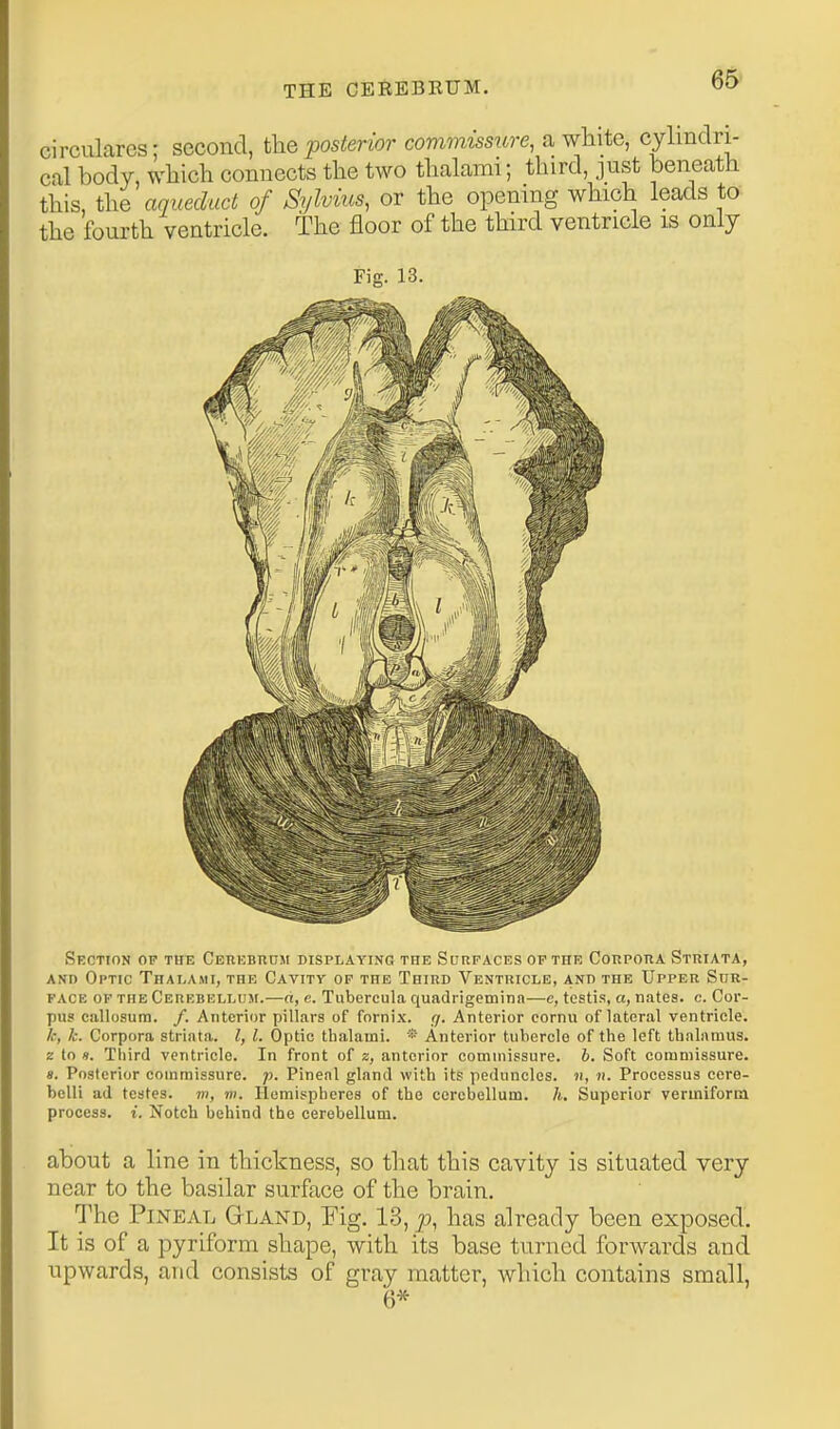 circularcs; second, i\iQ posterior commissure, a white, cylmclri- cal body which connects the two thalami; third, just beneath this, aqueduct of Sylvius, or the opening which leads to the fourth ventricle. The floor of the third ventricle is only Section op the Cerebrum displaying the Scrpaces op the Corpora Striata, AND Optic Thalami, the Cavity op the Third Ventricle, and the Upper Sur- face OF the CERRBKLLUJr.—a, c. Tubercula quadrigeminn—e, testis, a, nates, c. Cor- pu? callosum. /. Anterior pillars of fornix. 7. Anterior cornu of lateral ventricle. k, h. Corpora striata. I, I. Optic thalami. •'- Anterior tubercle of the left thalamus. z to «. Third ventricle. In front of z, anterior commissure, h. Soft commissure. ». Posterior commissure, p. Pineal gland with its peduncles, n, n. Processus cere- bclli ud testes, m, m. Hemispheres of the cerebellum, h, Superior vermiform process, i. Notch behind the cerebellum. about a line in thickness, so that this cavity is situated very near to the basilar surface of the brain. The Pineal Gland, Fig. 13, has already been exposed. It is of a pyriform shape, with its base turned forwards and upwards, and consists of gray matter, which contains small, 6*