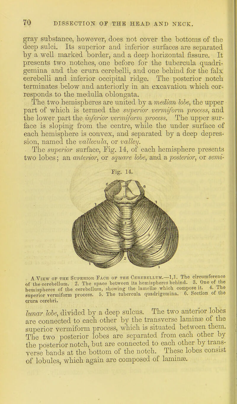 gray substance, however, does not cover the bottoms of the deep sulci. Its superior and inferior surfaces are separated by a well marked border, and a deep horizontal fissure. It presents two notches, one before for the tubercula quadri- gemina and the crura cerebelli, and one behind for the falx eerebelli and inferior occipital ridge. The posterior notch terminates below and anteriorly in an excavation which cor- responds to the medulla oblongata. The two hemispheres are united by a median Zo&e, the upper part of which is termed the superior vermiform process, and the lower part the inferior vermiform process. The upper sur- face is sloping from the centre, while the under surface of each hemisphere is convex, and separated by a deep depres- sion, named the vallecula, or valley. The superior surface, Fig. 14, of each hemisphere presents two lobes; an anterior, or square lobe, and a posLerior, or semi- Fig. 14. A View of the Superior Face op the Cerebelltim.—1,1. The circumference of the cerebellum. 2. The space between its hemispheres behind. 3. One of the hemispheres of the cerebellum, showing the lamella} which compose it. The superior vermiform process. 5. The tubercula quadrigemina. 6. Section of the crura cerebri. lunar lobe, divided by a deep sulcus. The two anterior lobes are connected to each other by the transverse lammte of the superior vermiform process, which is situated between them. The two posterior lobes are separated from each other by the posterior notch, but are connected to each other by trans- verse bands at the bottom of the notch. These lobes consist of lobules, which again are composed of laminas.