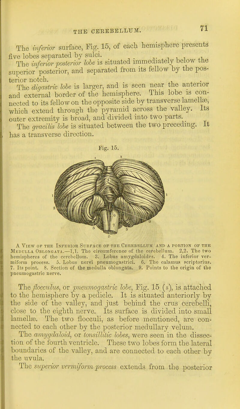 The inferior surface, Fig. 15, of eacli hemisphere presents five lobes separated by sulci. t , i u i +-u The inferior posterior hhe is situated immediately below the superior posterior, and separated from its fellow by the pos- terior notch. . The digastric hhe is larger, and is seen near the anterior and external border of the hemisphere. This lobe is con- nected to its fellow on the opposite side by transverse lamelL», which extend through the pyramid across the valley. Its outer extremity is broad, and divided into two parts. The gracilis lobe is situated between the two preceding. It has a transverse direction. Fia;. 15. A View of the Inferiou Surface of the Cerebelluji and a portion op the Medulla Oblongata.—1,1. The circumference of the cerebolliun. 2,2. The two hemispheres of the cerebellum. 3. Lobus amygdaloides. 4. The inferior ver- miform process. 6. Lobus nervi pueumogastriei. 6. The calamus scriptorius. 7. Its point. 8. Section of the medulla oblongata. 9. Points to the origin of the pncumogastric nerve. Hhe flocculus, or pncumogastric lobe, Fig. 15 (5), is attached to the hemisphere by a pedicle. It is situated anteriorly by the side of the valley, and just behind the crus cerebelli, close to the eighth nerve. Its surface is divided into small lamellae. The two flocculi, as before mentioned, are con- nected to each other by the posterior medullary velum. The amygdaloid, or tonsillitic lobes, were seen in the dissec- tion of the fourth ventricle. These two lobes form the lateral boundaries of the valley, and are connected to each other by the uvula. The sitjyerior vermiform process extends from th^ posterior