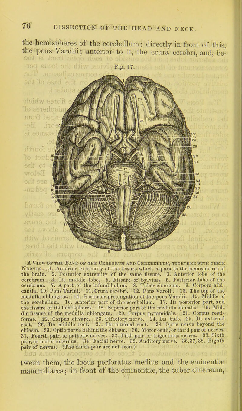 the hemispheres of the cerebellum; directly in front of this, the pons Varolii; anterior to it, the crura cerebri, and, be- 9ri.t 8[ ' Fig. 17. A View of the Base of the CEREBRrM and Cerebellttm, TOGETHERTTiTn TiiEm Nerves.—!. Anterior extremity of the fissure which separates the hemispheres of the brain. 2. Posterior extremity of the same fissure. 3. Anterior lobe of the cerebrum. 4. Its middle lobe. 5. Fissure of Sylvius. 6, Posterior lobe of the cerebrum. 7. A part of the infundibulum. 8. Tuber cinereum. 9. Corpora .albi- cantia. 10. Pons Tarini. 11. Crura cerebri. 12. Pons Varolii. 13. The top of the medulla oblongata. 14. Posterior prolongation of the pons Varolii. 15. Middle of the cerebellum. 16. Anterior part of the cerebellum. 17. Its posterior part, and the fissure of its hemispheres. 18. Superior part of the medulla spinalis. 19. Mid- dle fissure of the medulla oblongata. 20. Corpus pyramidale. 21. Corpus resti- forme. 22. Corpus olivare. 23. Olfactory nerve. 24. Its bulb. 25. Its external root. 26. Its middle root. 27. Its internal root. 28. Optic nerve beyond the chiasm. 29. Optic nerve behind the chiasm. 30. Motor oculi, or third pair of nerves. 31. Fourth pair, or pathetic nerves. 32. Fifth pair, or trigeminus nerves. 33. Sixth pair, or motor externus. 34. Facial nerve. 35. Auditory nerve. 36,37, 38. Eighth pair of nerres. (The ninth pair are not seen.) tween them, the locus perforatus medius and the eminentins mammillares; in front of the eminenti£e, the tuber cinereum,