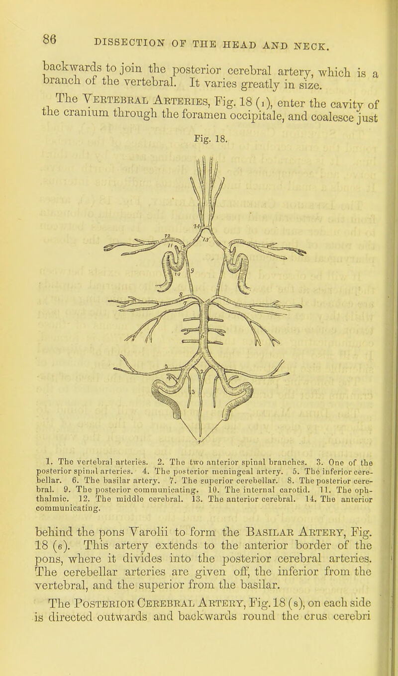 backwards to join the posterior cerebral artery, which is a branch of the vertebral. It varies greatly in size. The Vertebeal Arteries, Fig. 18 (,), enter the cavity of the cranium through the foramen occipitale, and coalesce just Fig. 18. 1. The vertebral arteries. 2. Tlie two anterior spinal branches. 3. One of the posterior spinal arteries. 4. The posterior meningeal artery. 5. The inferior cere- bellar. 6. The basilar artery. 7. The superior cerebellar. 8. The posterior cere- bral. 9. The posterior communicating. 10. The internal carotid. 11. The oph- thalmic. 12. The middle cerebral. 13. The anterior cerebral. 14. The anterior communicating. behind the pons Varolii to form the Basilar Artery, Fig. 18 (e). This artery extends to the anterior border of the pons, where it divides into the posterior cerebral arteries. The cerebellar arteries are given off, the inferior from the vertebral, and the superior from the basilar. The Posterior Cerebral Artery, Fig. 18 (s), on each side is directed outwards and backwards round the crus cerebri