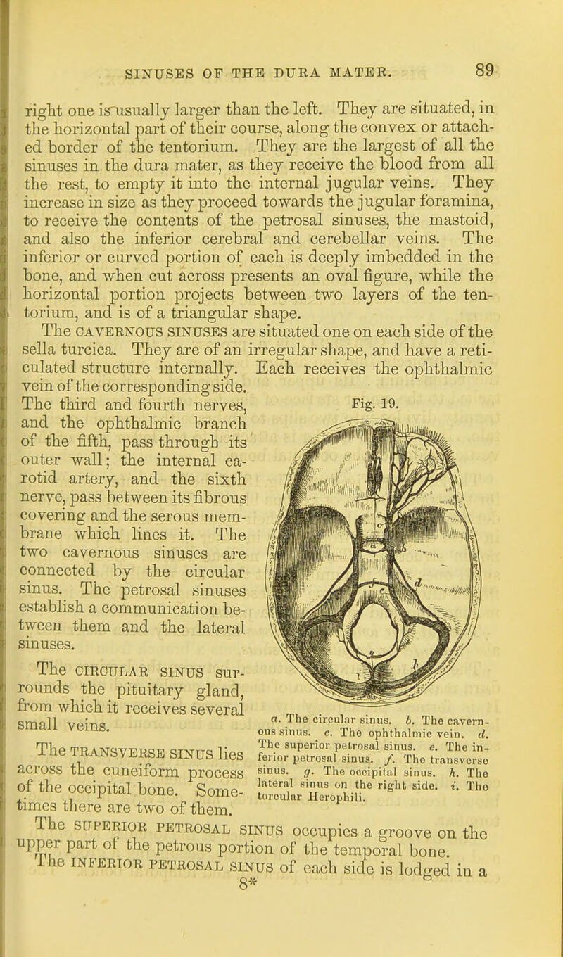 right one is'usually larger than the left. They are situated, in the horizontal part of their course, along the convex or attach- ed border of the tentorium. Thej are the largest of all the sinuses in the dura mater, as they receive the blood from all the rest, to empty it into the internal jugular veins. They increase in size as they proceed towards the jugular foramina, to receive the contents of the petrosal sinuses, the mastoid, and also the inferior cerebral and cerebellar veins. The inferior or curved portion of each is deeply imbedded in the bone, and when cut across presents an oval figure, while the horizontal portion projects between two layers of the ten- torium, and is of a triangular shape. The CAVERNOUS SINUSES are situated one on each side of the sella turcica. They are of an irregular shape, and have a reti- culated structure internally. Each receives the ophthalmic vein of the corresponding side. The third and fourth nerves, Fig. 19. and the ophthalmic branch of the fifth, pass through its .outer wall; the internal ca- rotid artery, and the sixth nerve, pass between its fibrous covering and the serous mem- brane which lines it. The two cavernous sinuses are connected by the circular sinus. The petrosal sinuses establish a communication be- tween them and the lateral sinuses. The CIRCULAR SINUS sur- rounds the pituitary gland, from which it receives several small veins. The TRANSVERSE SINUS lics across the cuneiform process of the occipital bone. Some- times there are two of them. The SUPERIOR PETROSAL SINUS occupics a groove on the upper part of the petrous portion of the temporal bone ihe INFERIOR PETROSAL SINUS of each sidc is lodged in a 8* a. The circular sinus, b. The cavern- ous sinus, c. The ophthalmic vein. d. The superior petrosal sinus, c. The in- ferior petrosal sinus. /. The transverse sinus, g. The occipilal sinus, h. The lateral sinus on the right side. t. The torcular Ilerophili.
